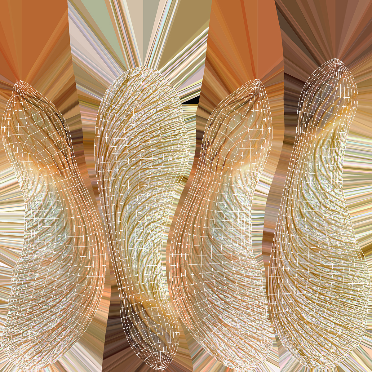 3D model Dry Maple Seeds