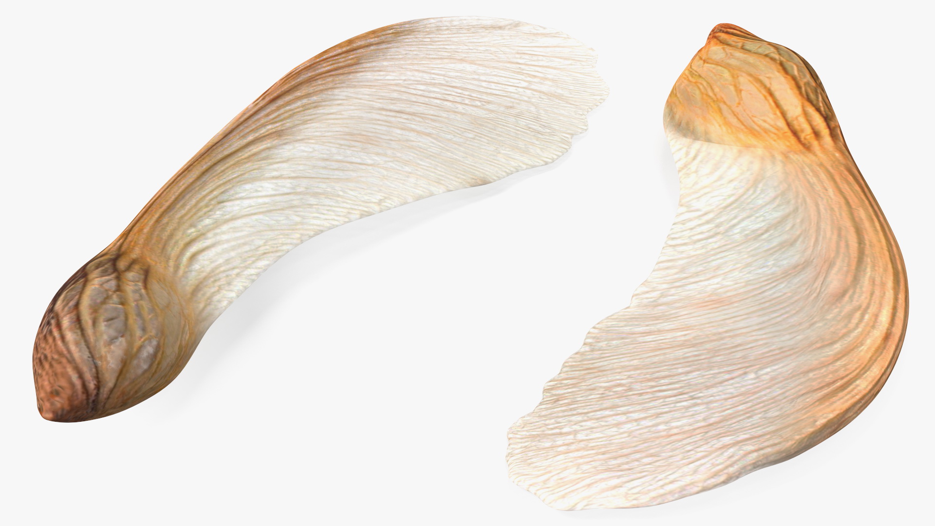 3D model Dry Maple Seeds