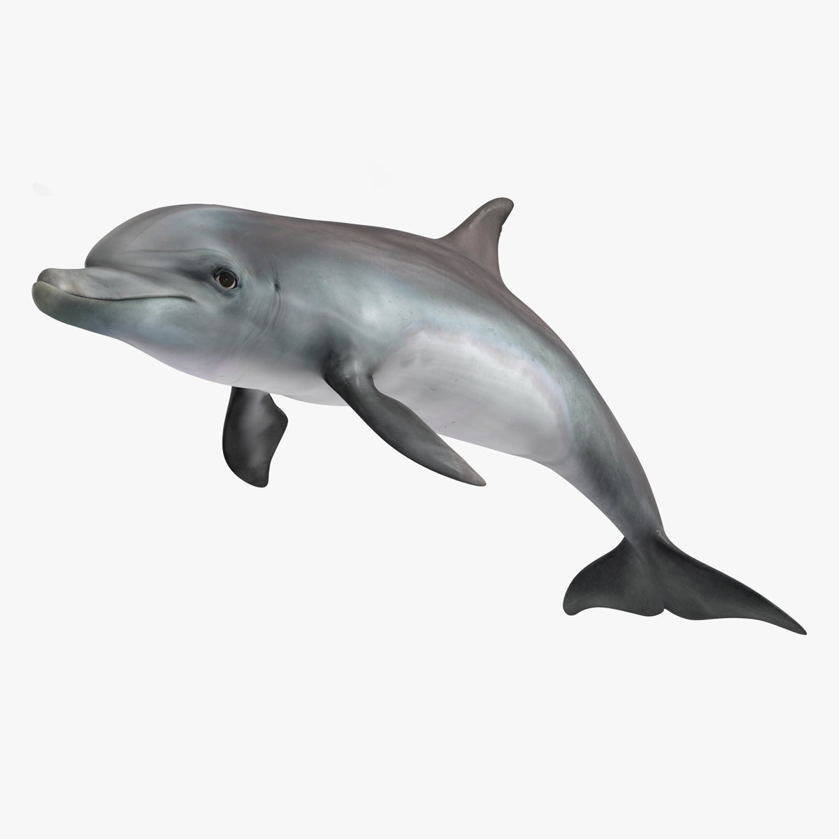3D Dolphin Swimming And Jumping Animated for Cinema 4D