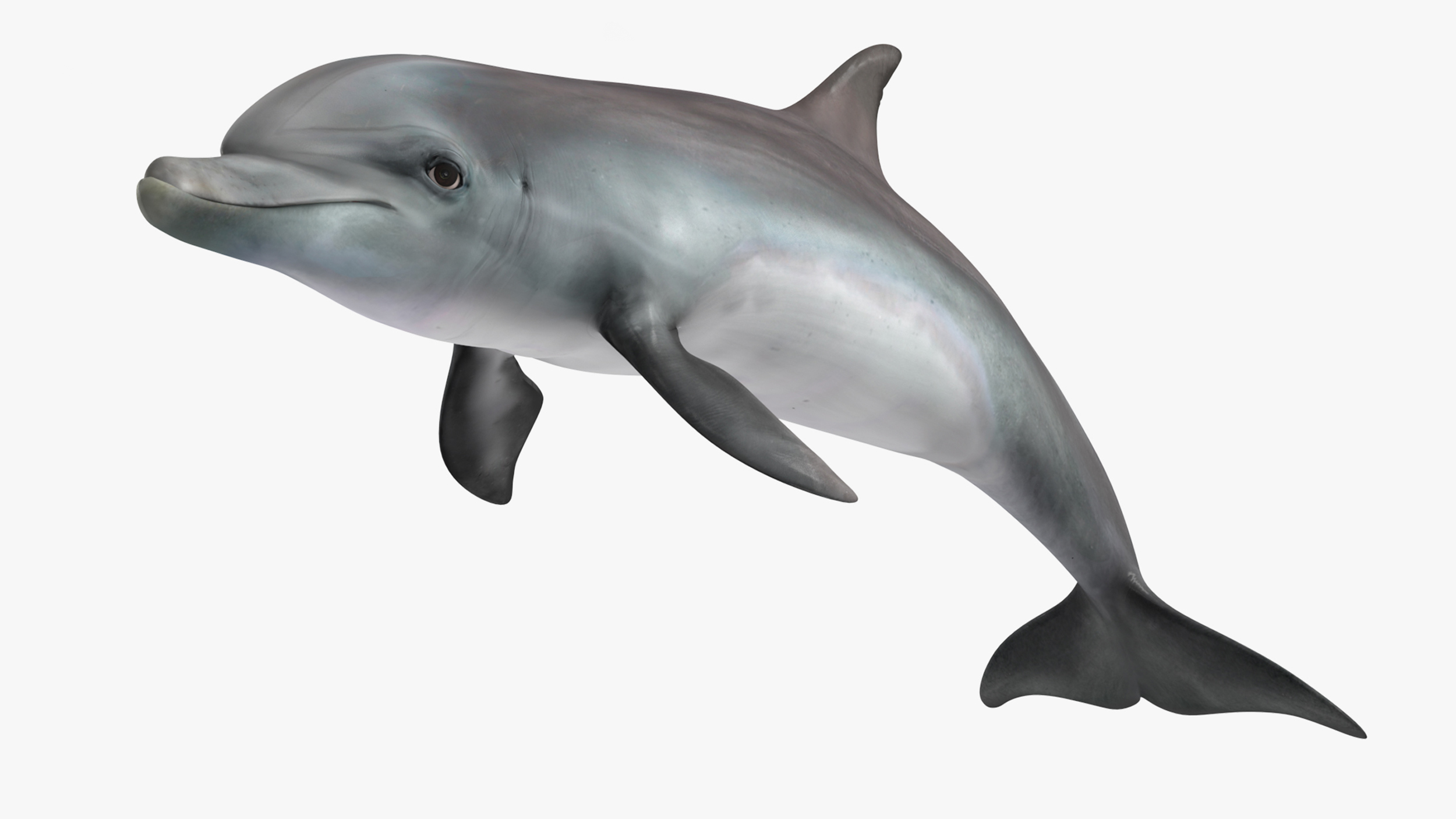 3D Dolphin Swimming And Jumping Animated for Cinema 4D