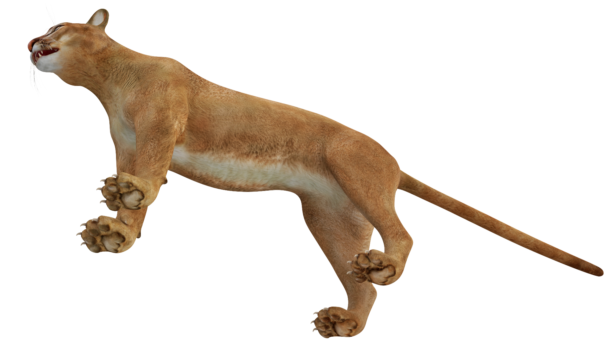 3D Puma Rigged
