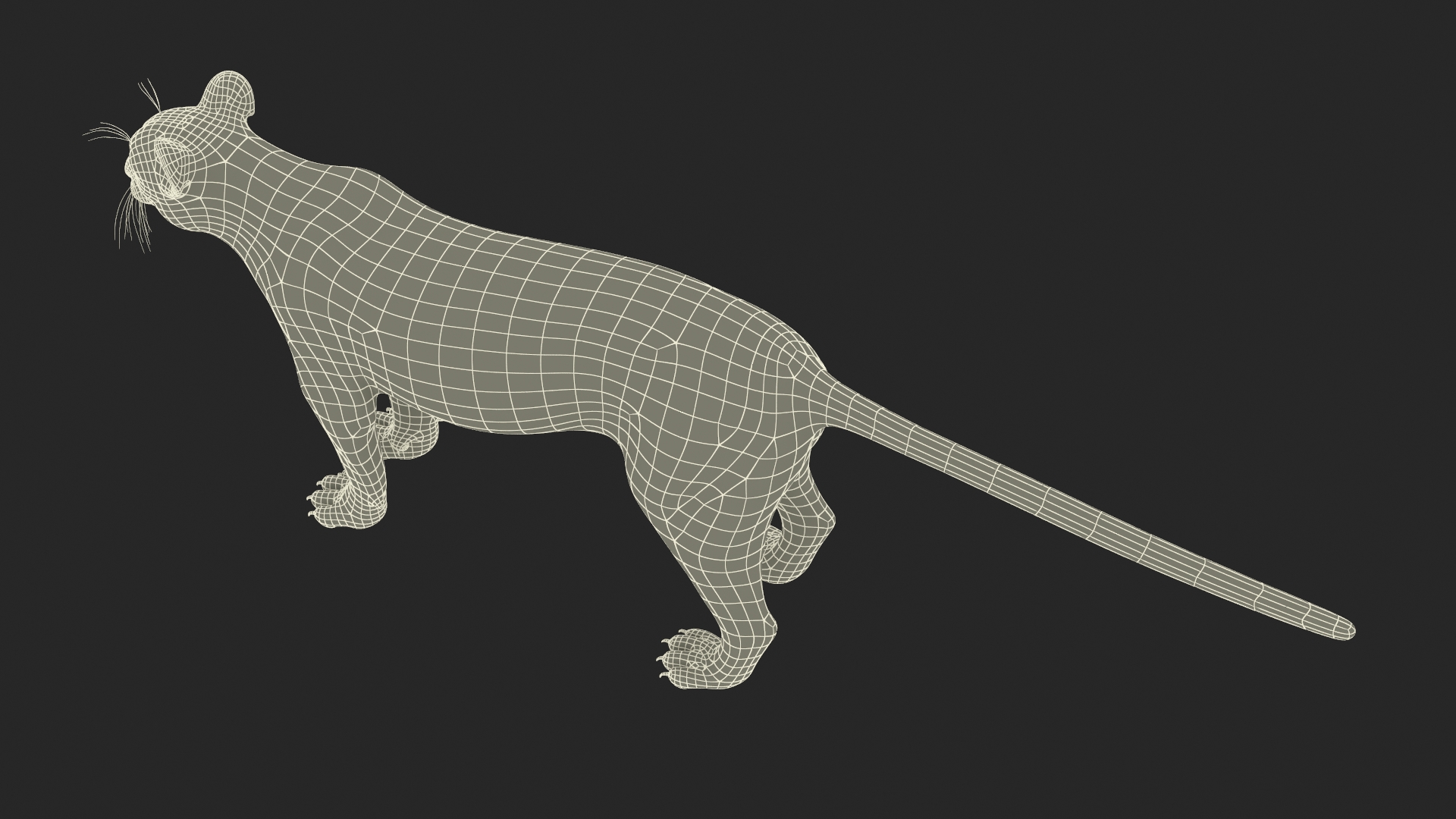 3D Puma Rigged