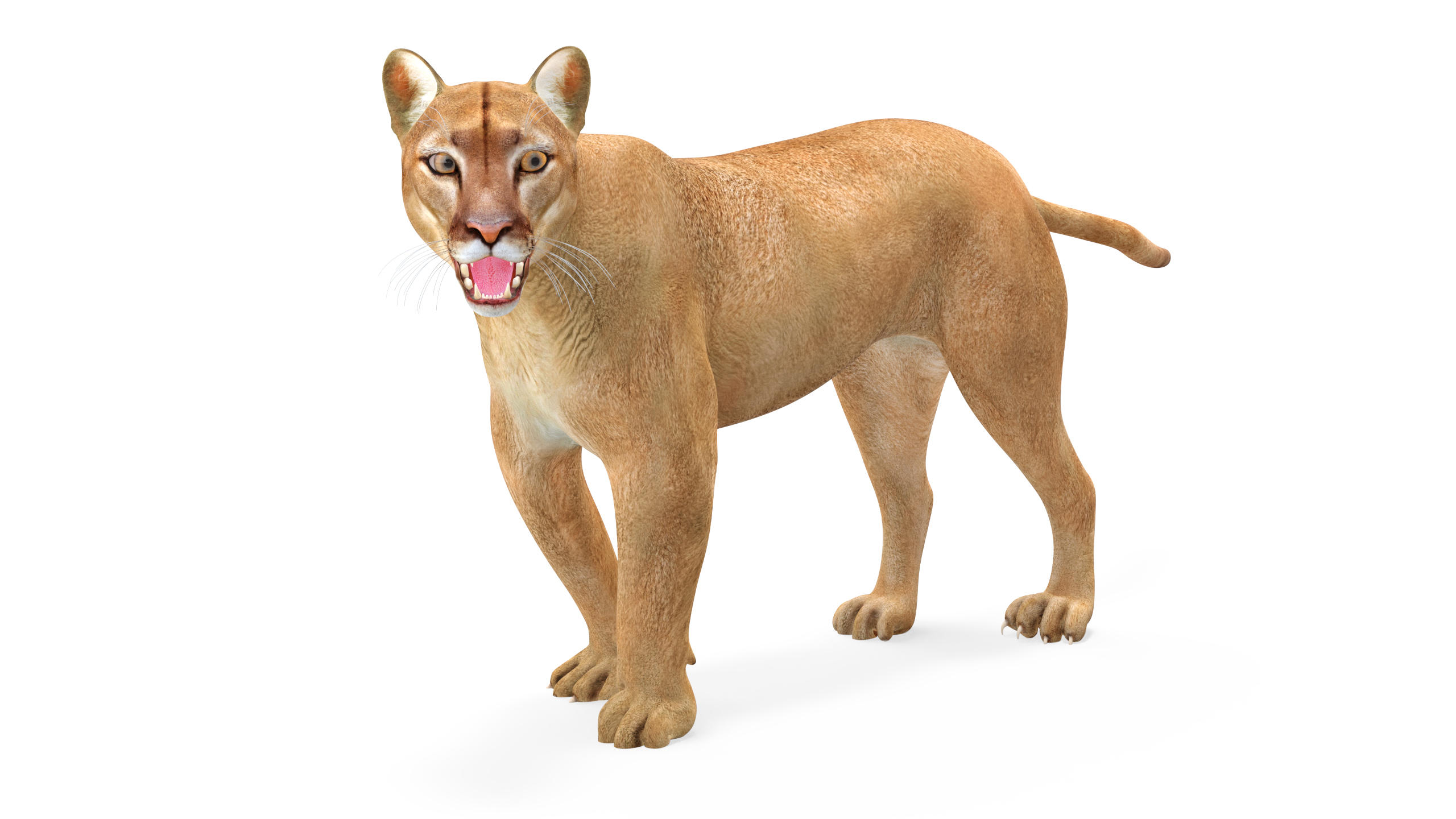 3D Puma Rigged