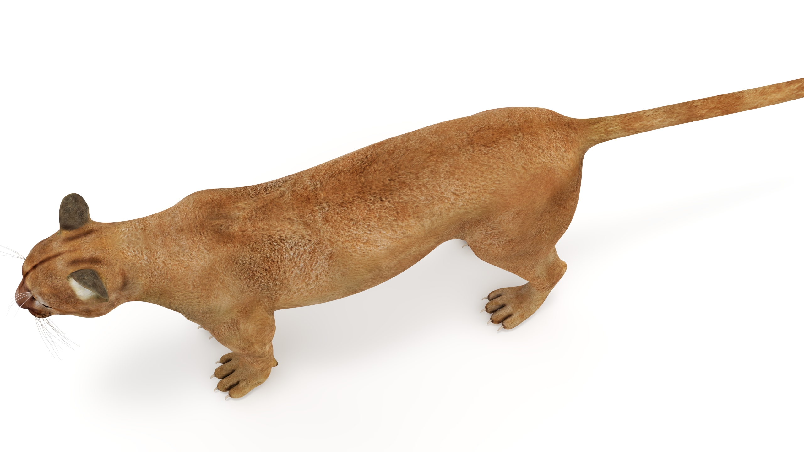 3D Puma Rigged