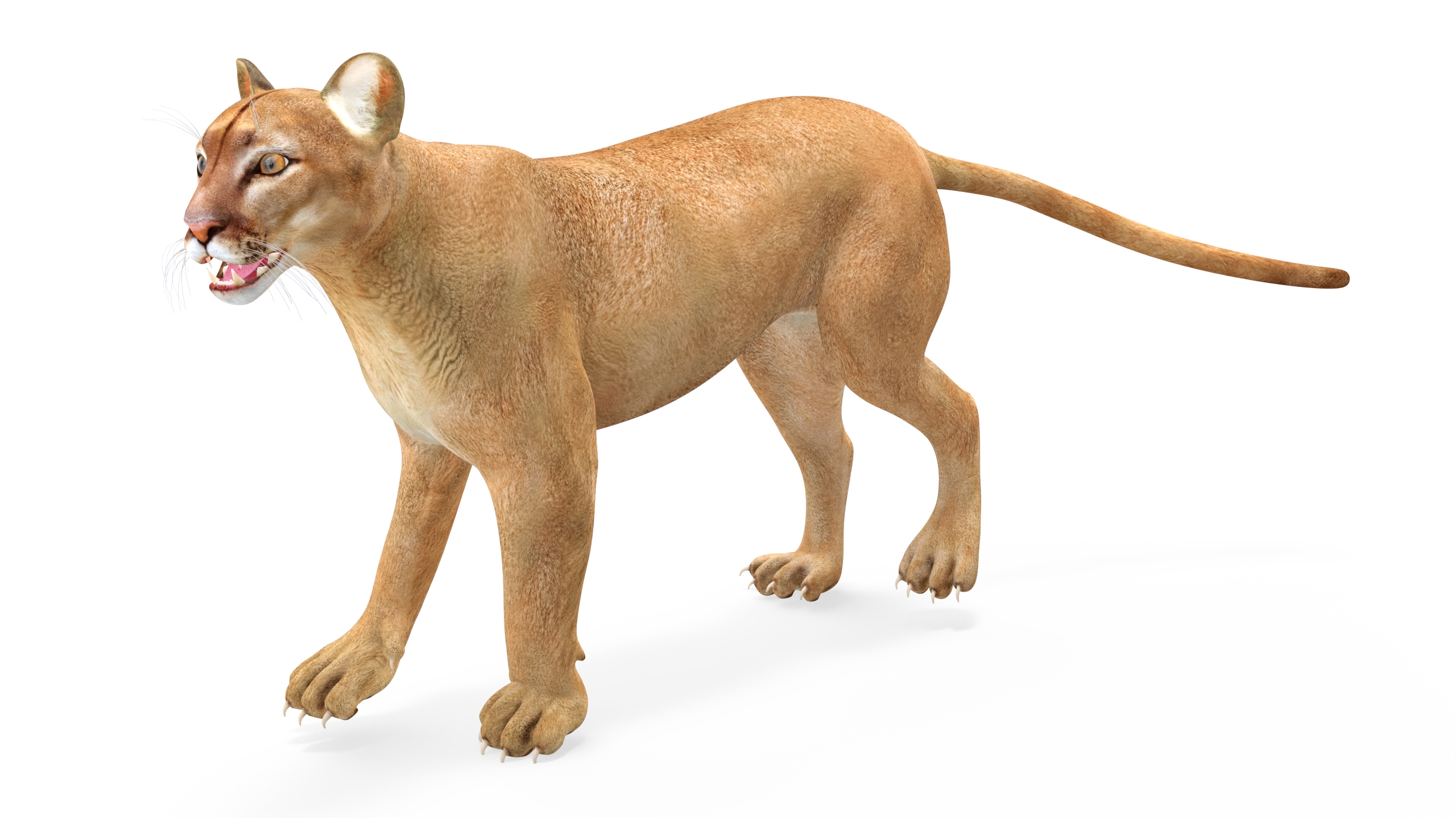 3D Puma Rigged
