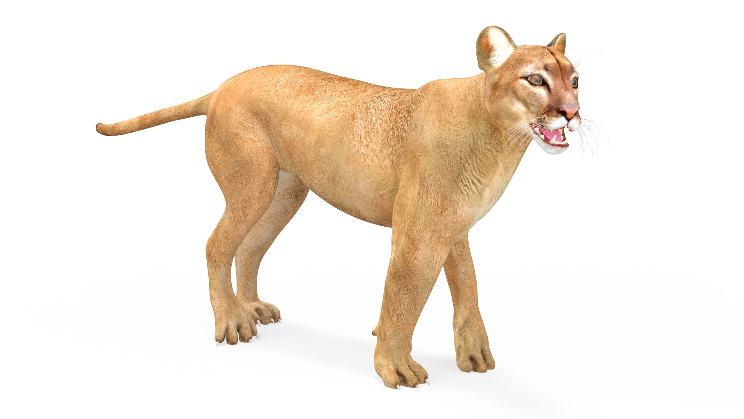 3D Puma Rigged
