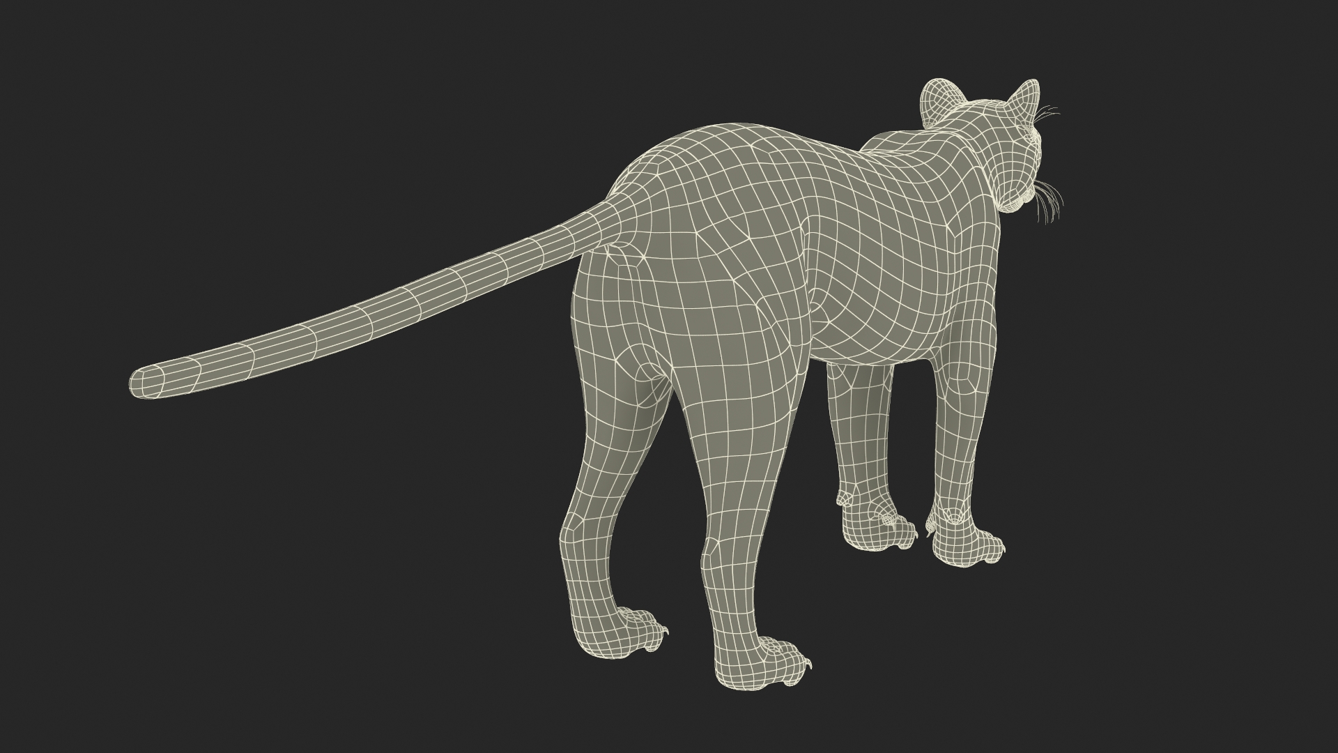3D Puma Rigged