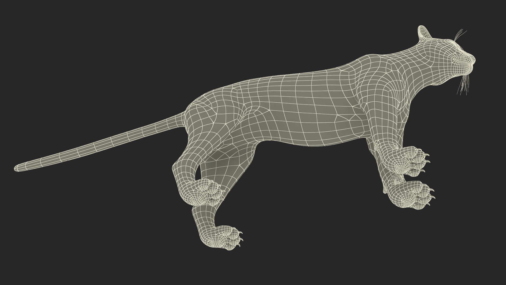 3D Puma Rigged