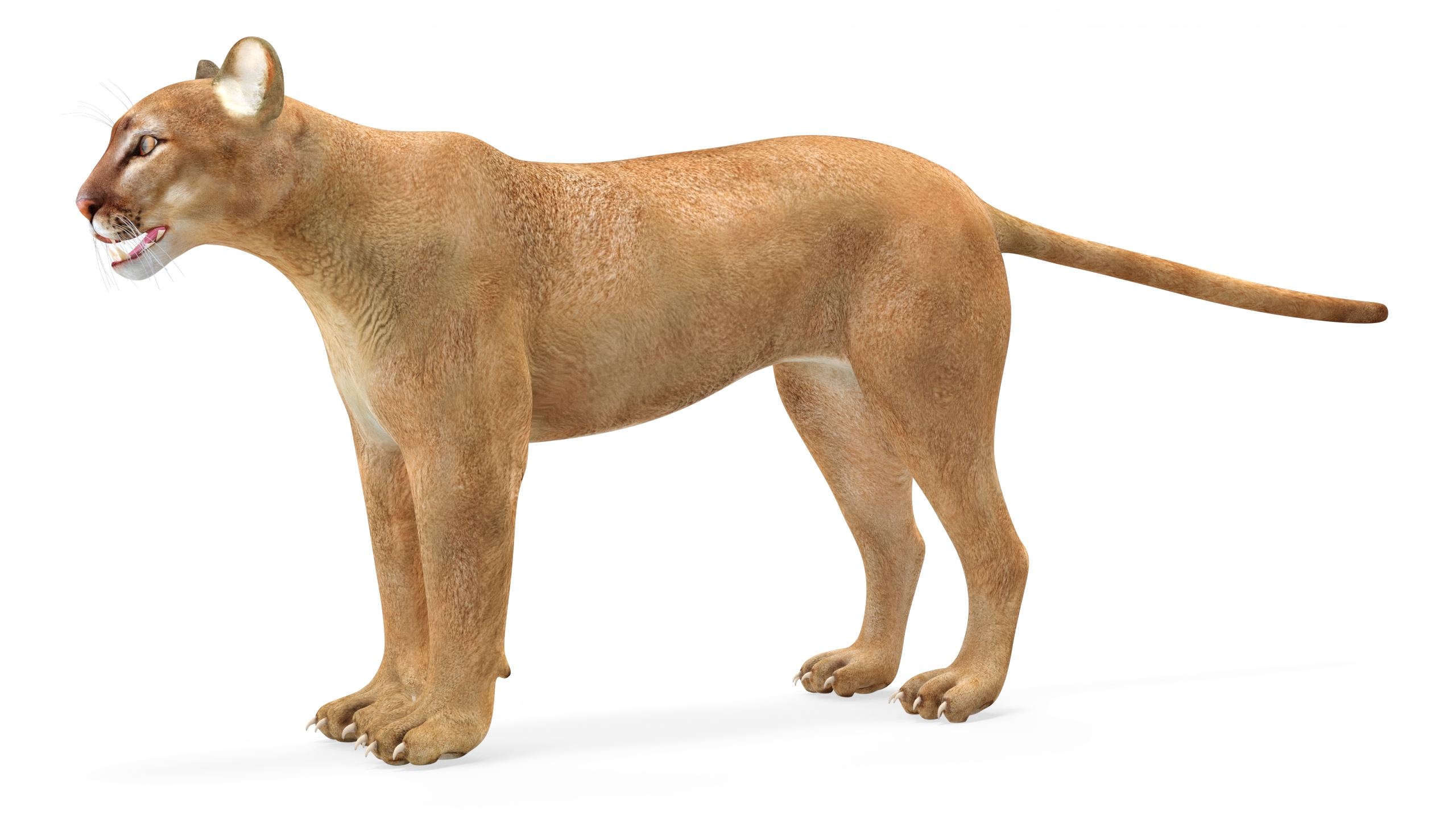 3D Puma Rigged