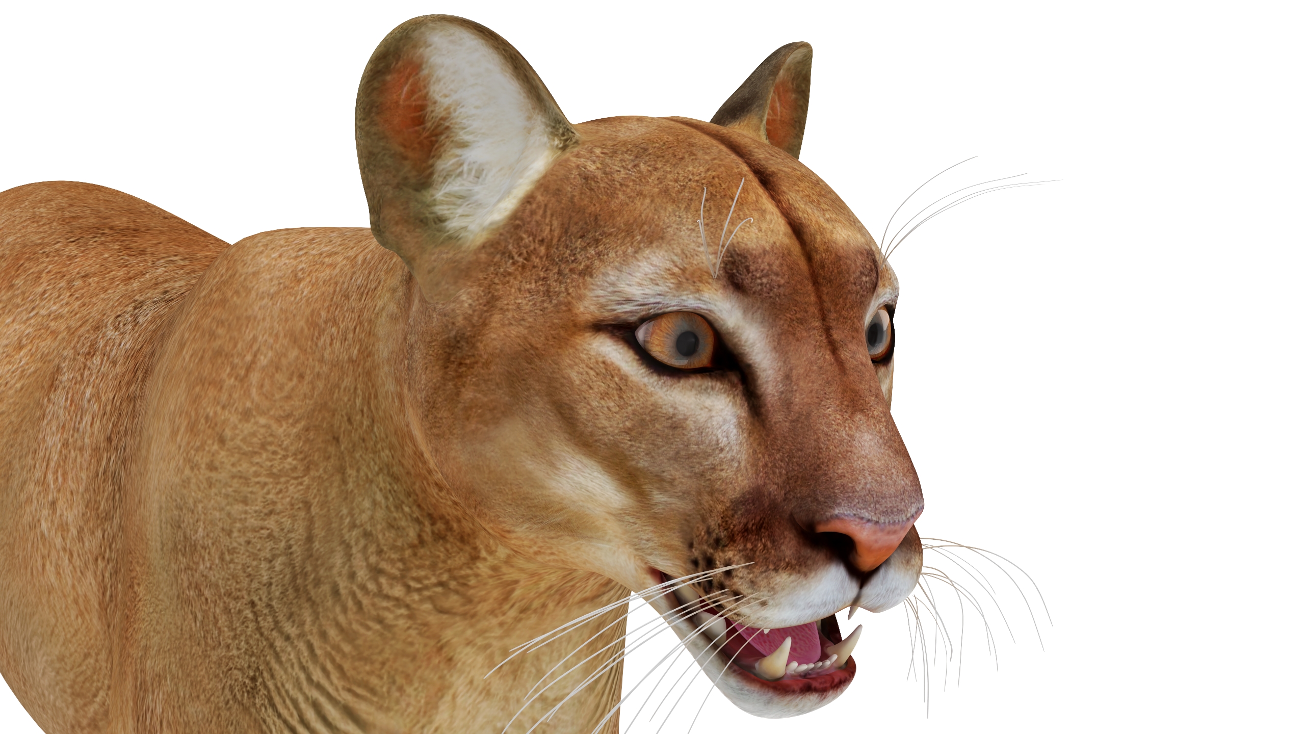3D Puma Rigged