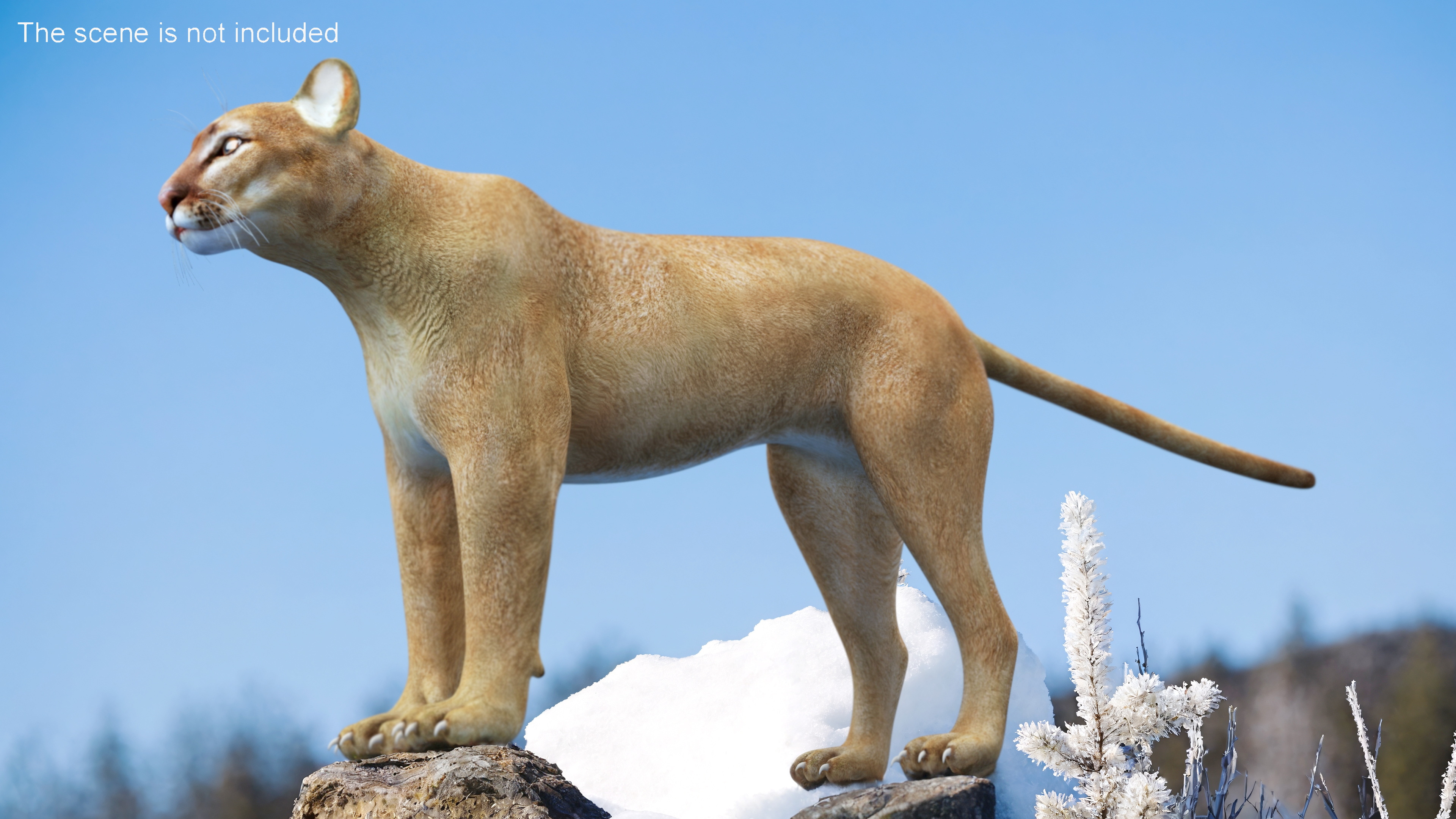 3D Puma Rigged