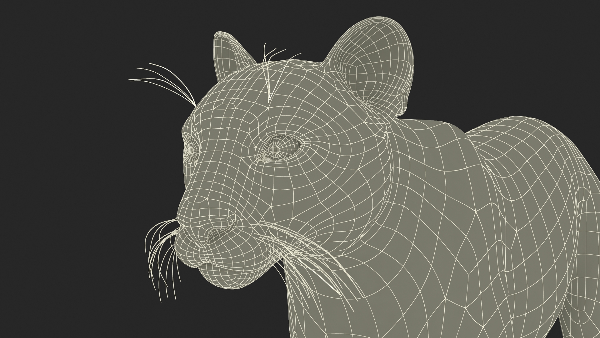 3D Puma Rigged