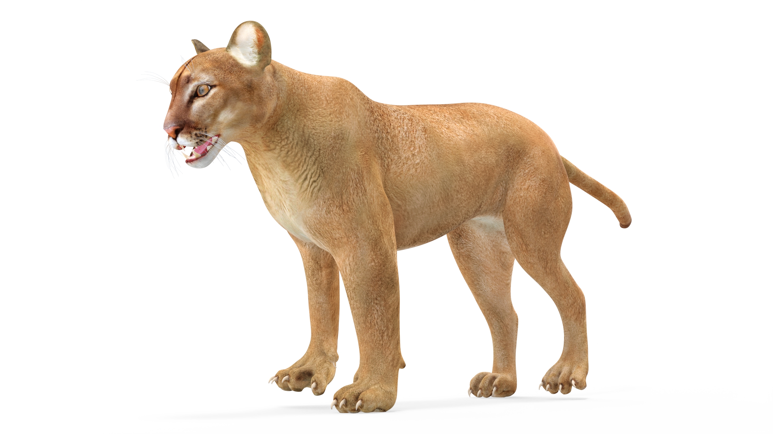 3D Puma Rigged