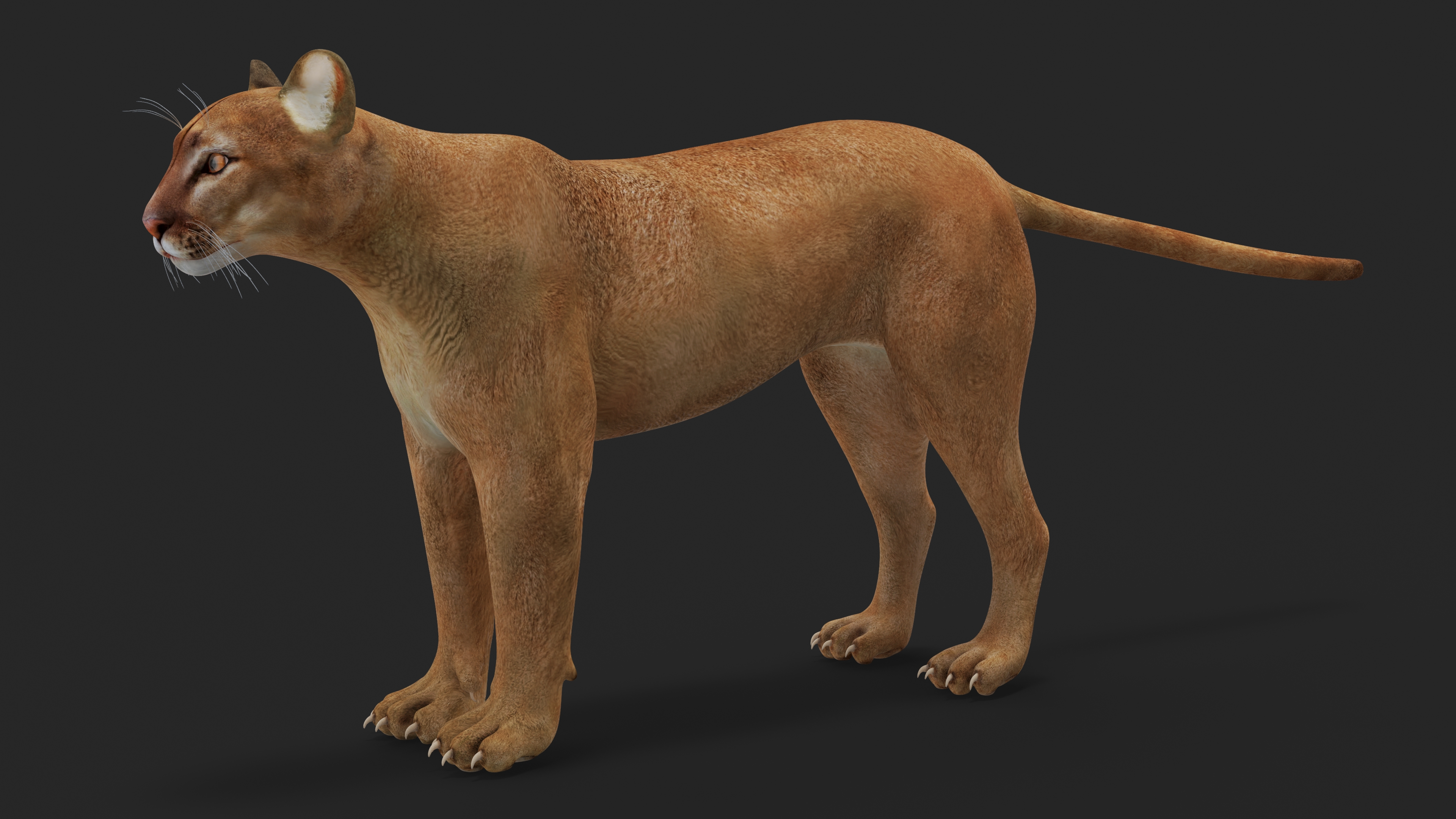 3D Puma Rigged