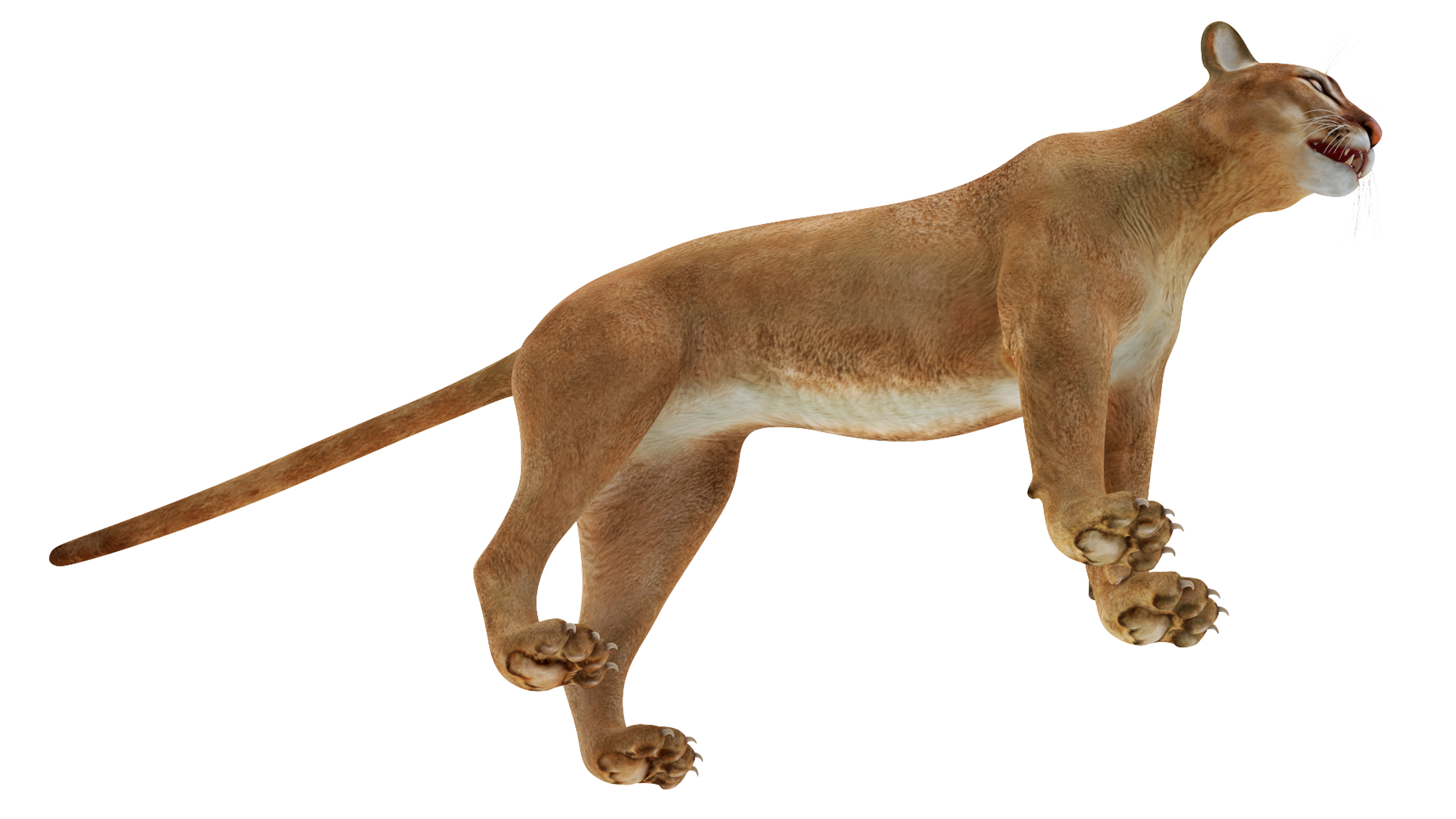 3D Puma Rigged