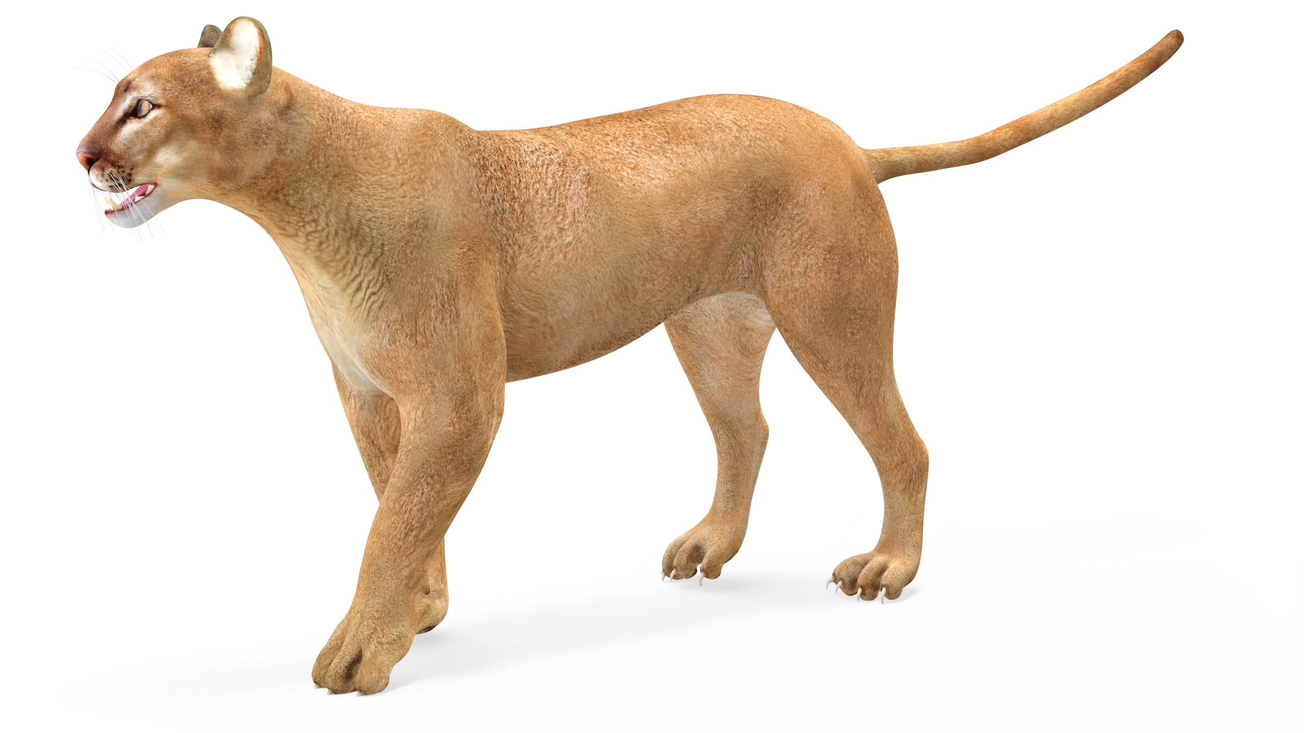 3D Puma Rigged