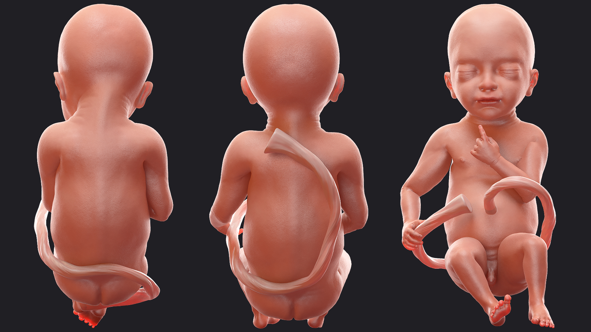 Baby Boy at 28 Weeks Rigged 3D