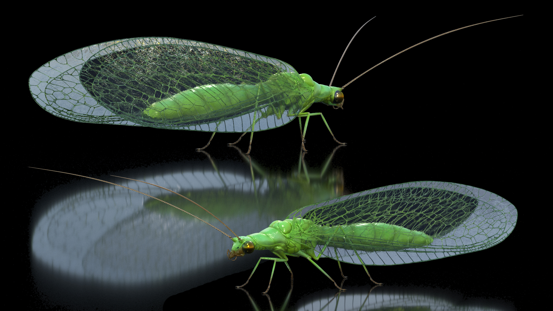 3D Chrysopidae Insect Green Lacewing model