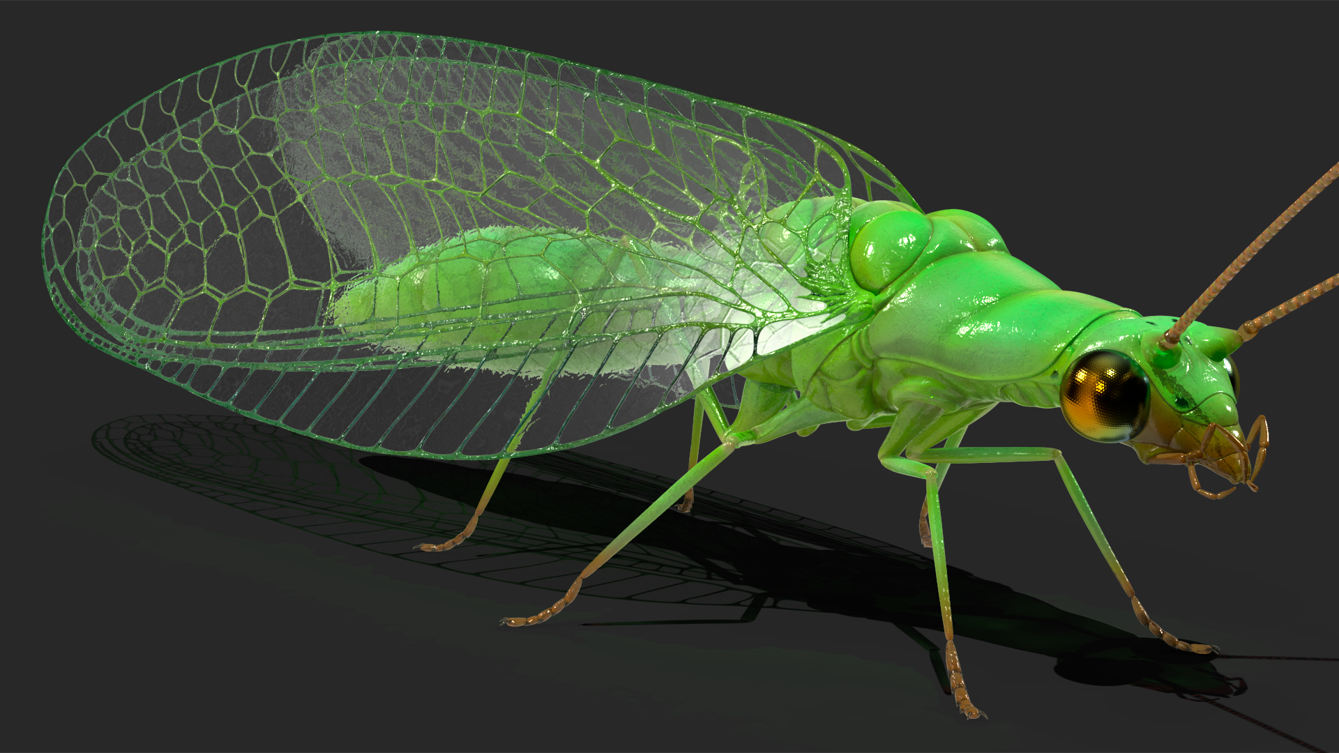 3D Chrysopidae Insect Green Lacewing model