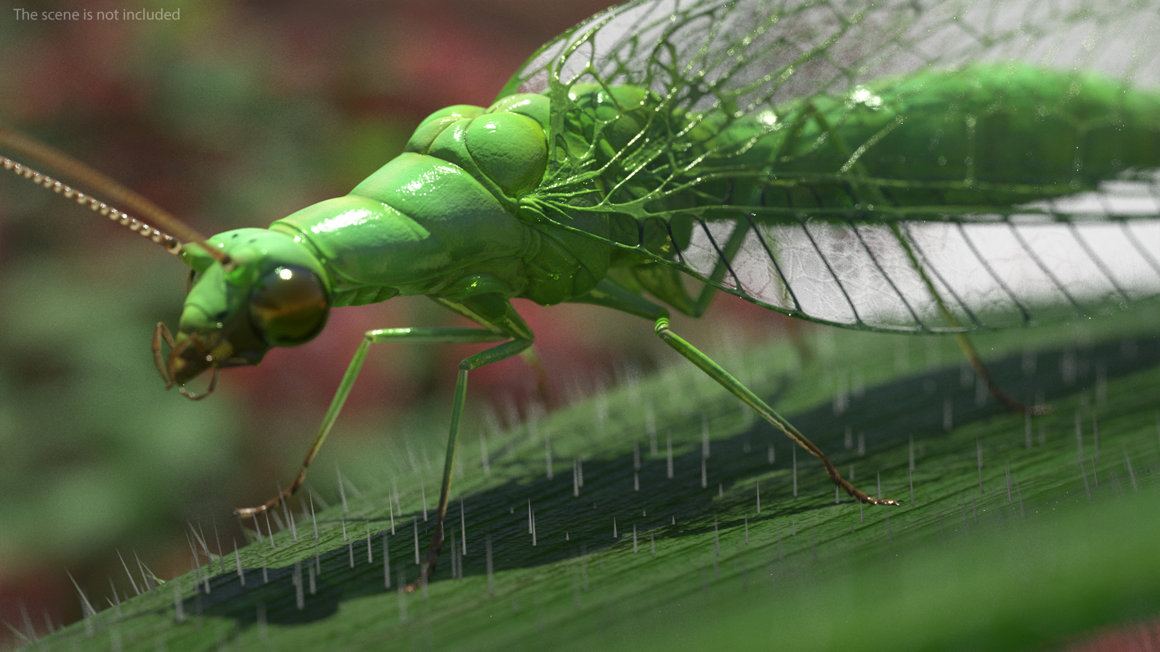 3D Chrysopidae Insect Green Lacewing model