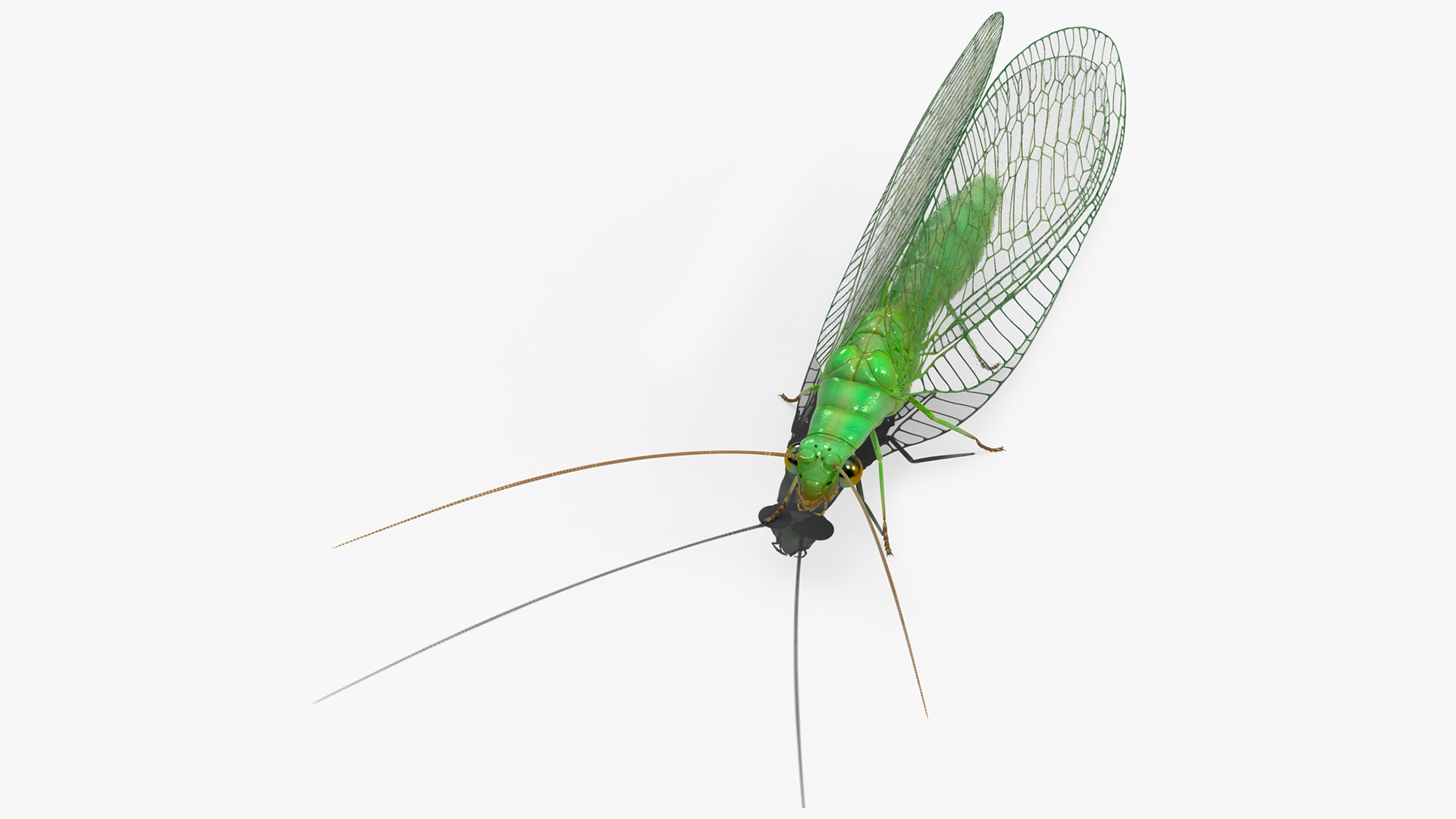 3D Chrysopidae Insect Green Lacewing model