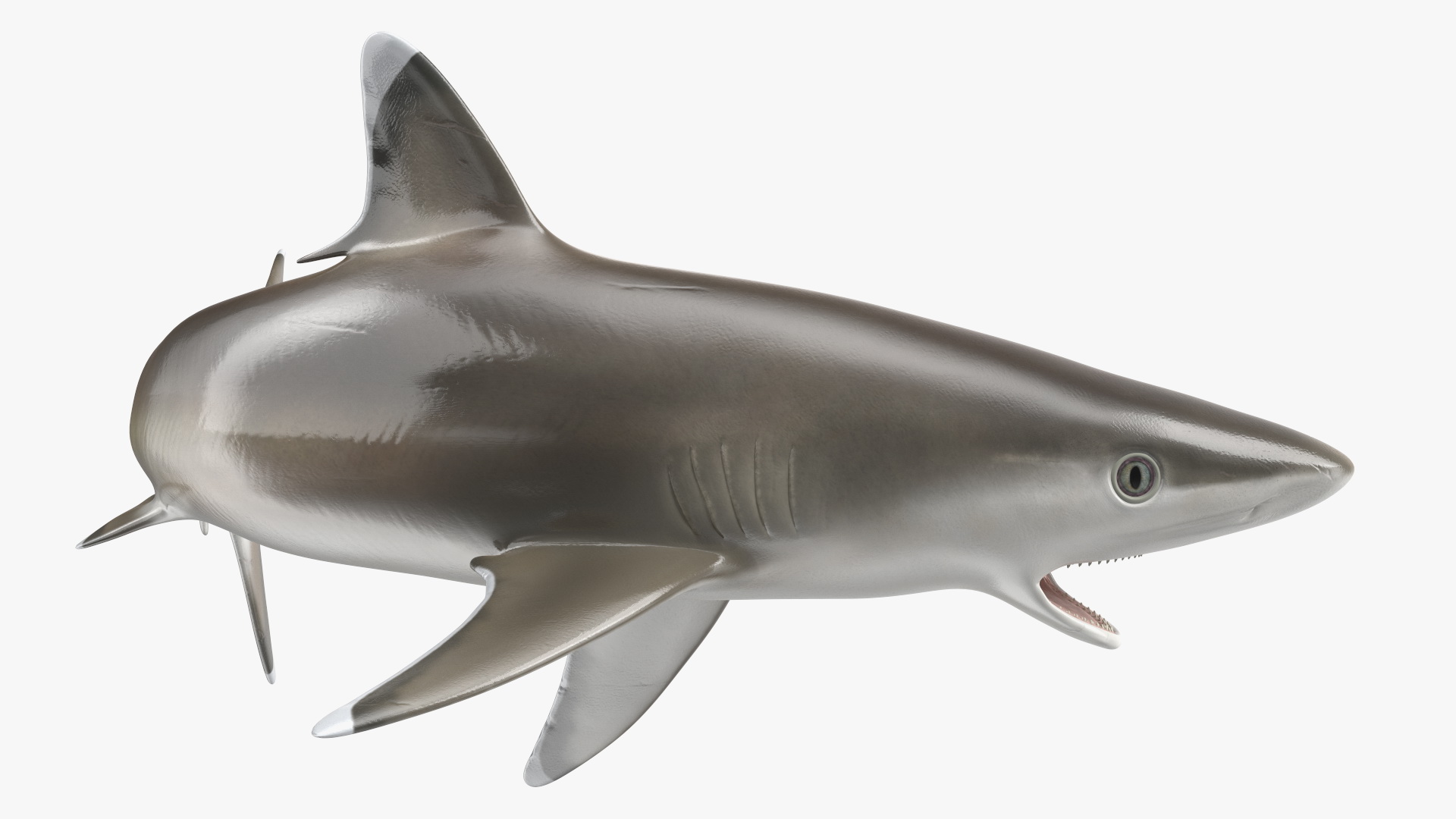 3D Carcharhinus Albimarginatus Shark model