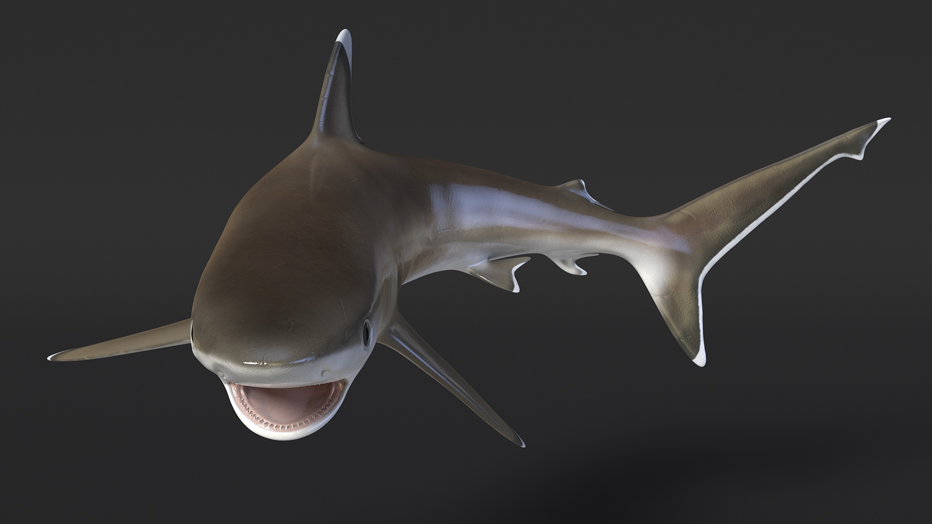 3D Carcharhinus Albimarginatus Shark model