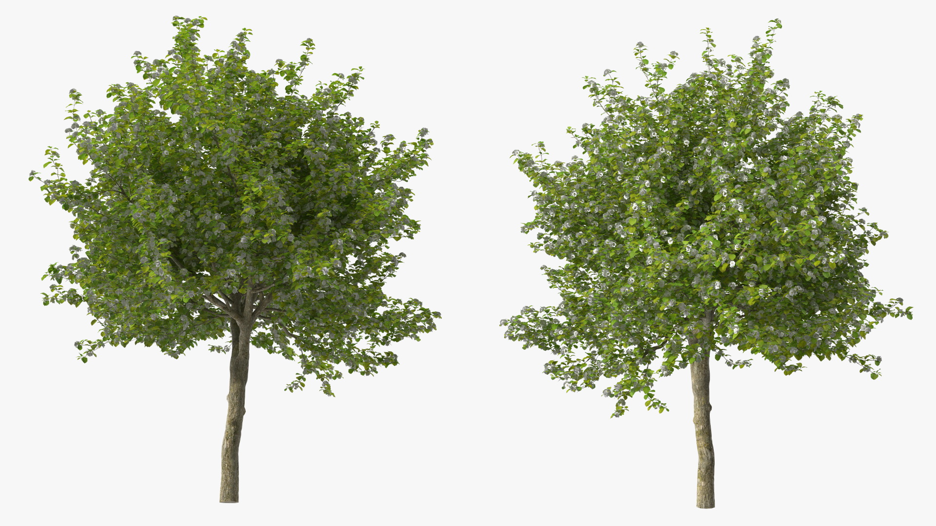 Cockspur Hawthorn with Flower 3D model