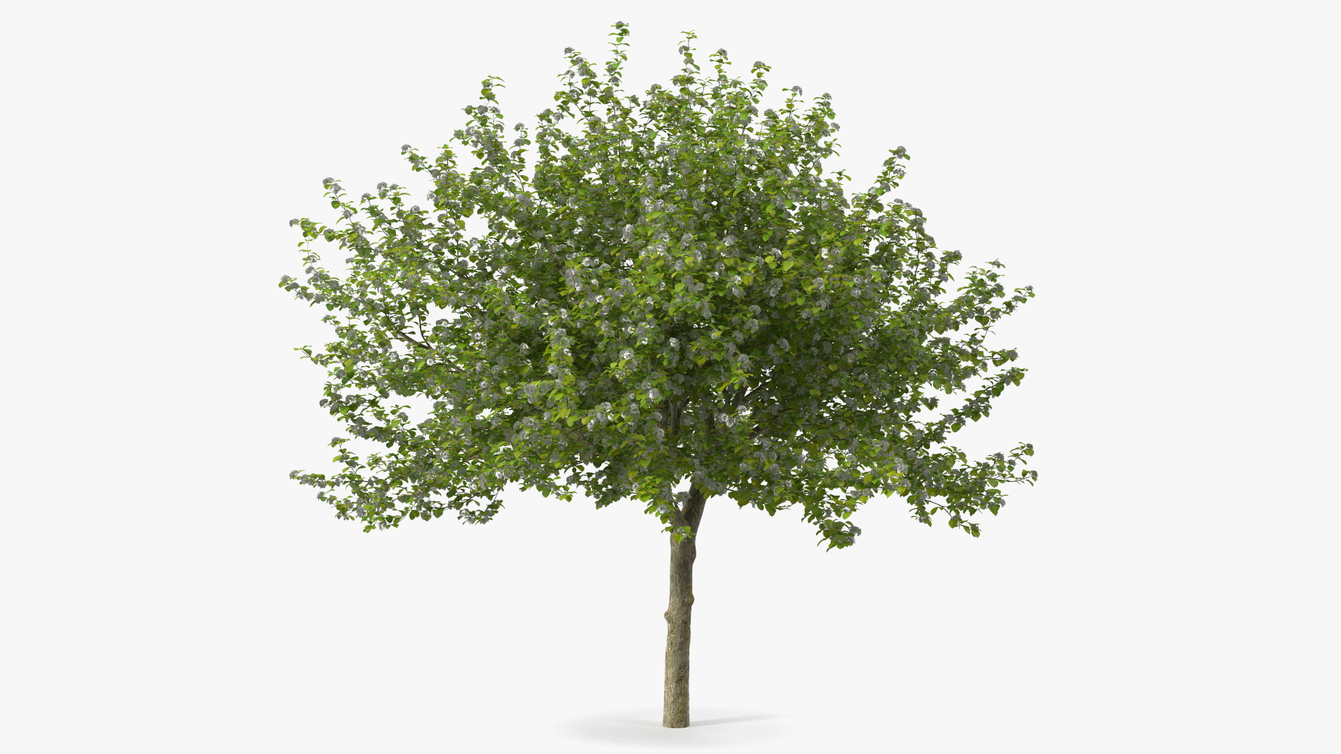 Cockspur Hawthorn with Flower 3D model
