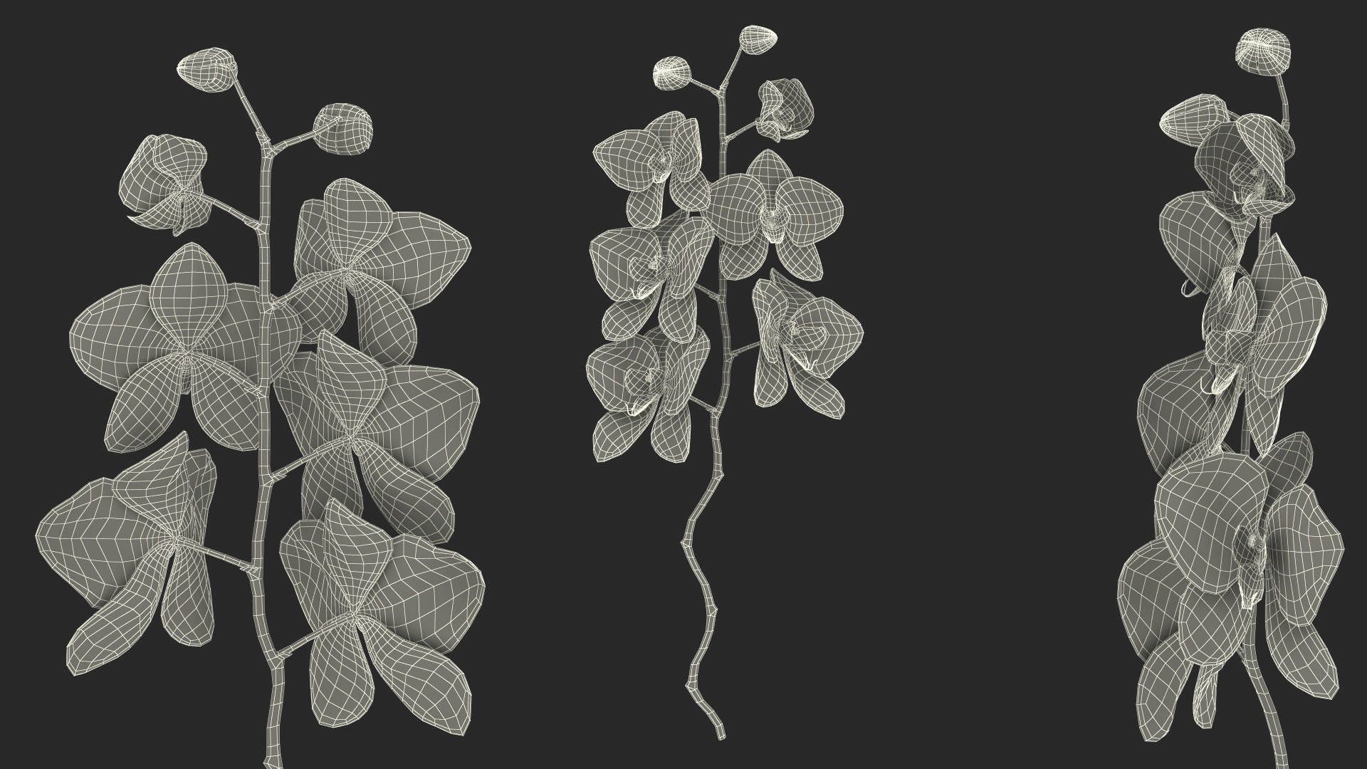 Small Orchid Stem 3D