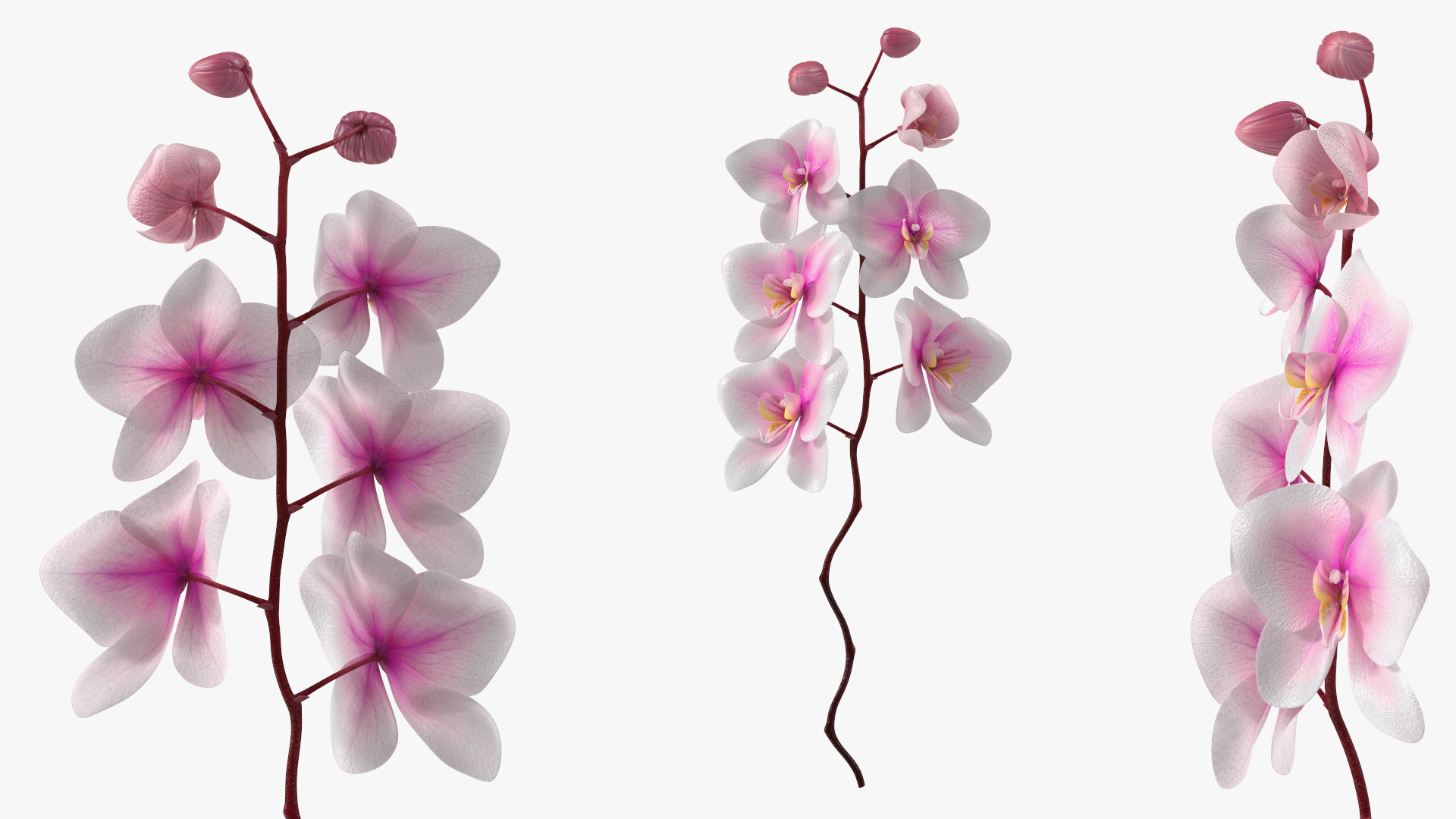 Small Orchid Stem 3D