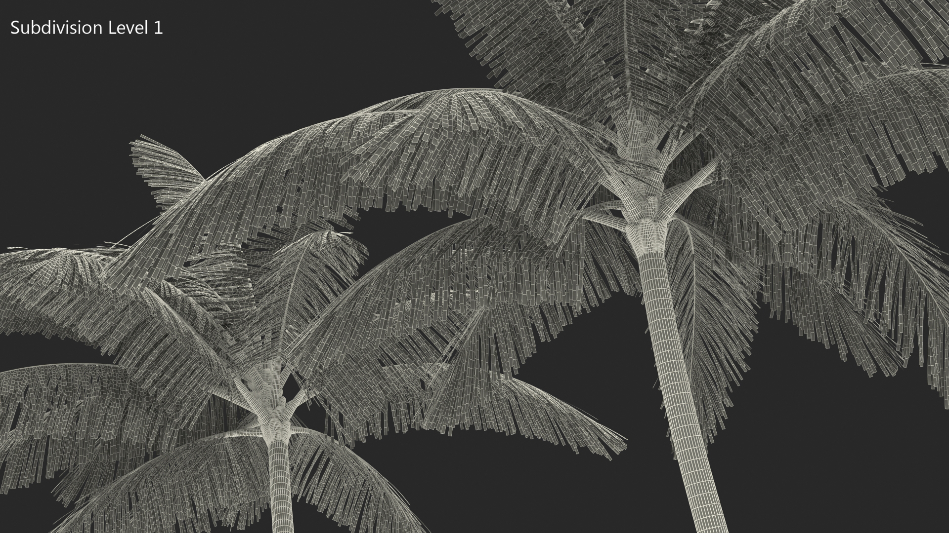 3D Tall Coconut Palm Trees model