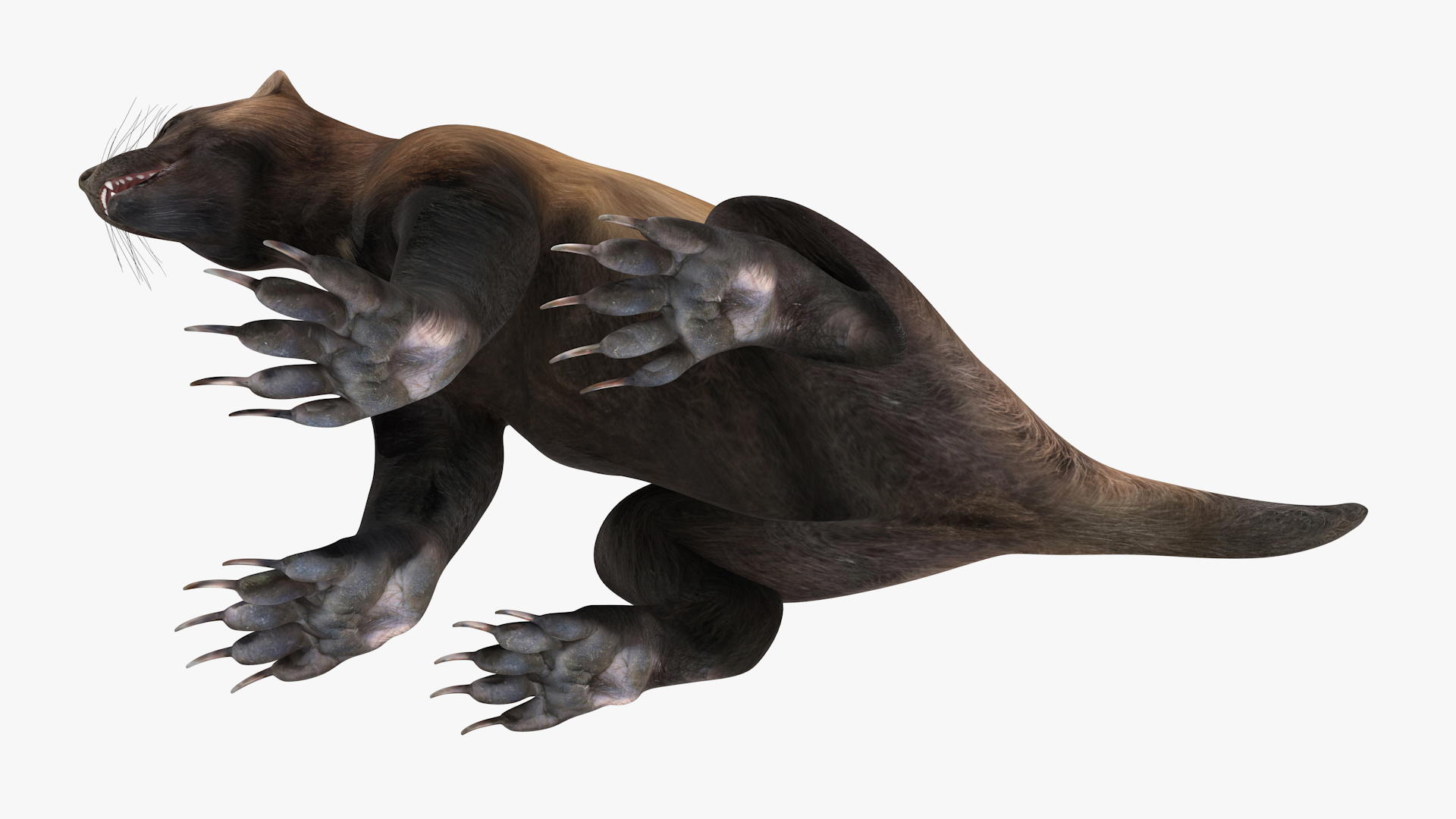 3D Wolverine Dark Color Sitting Pose model