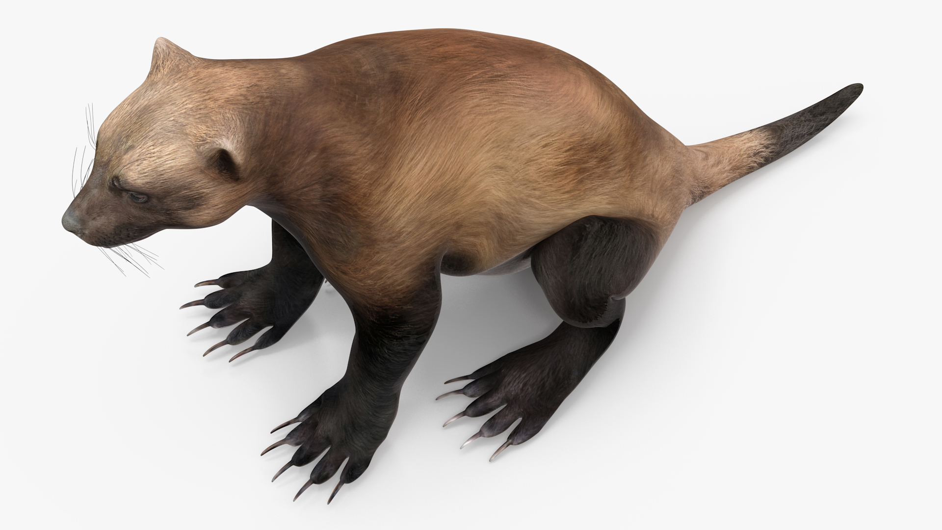 3D Wolverine Dark Color Sitting Pose model