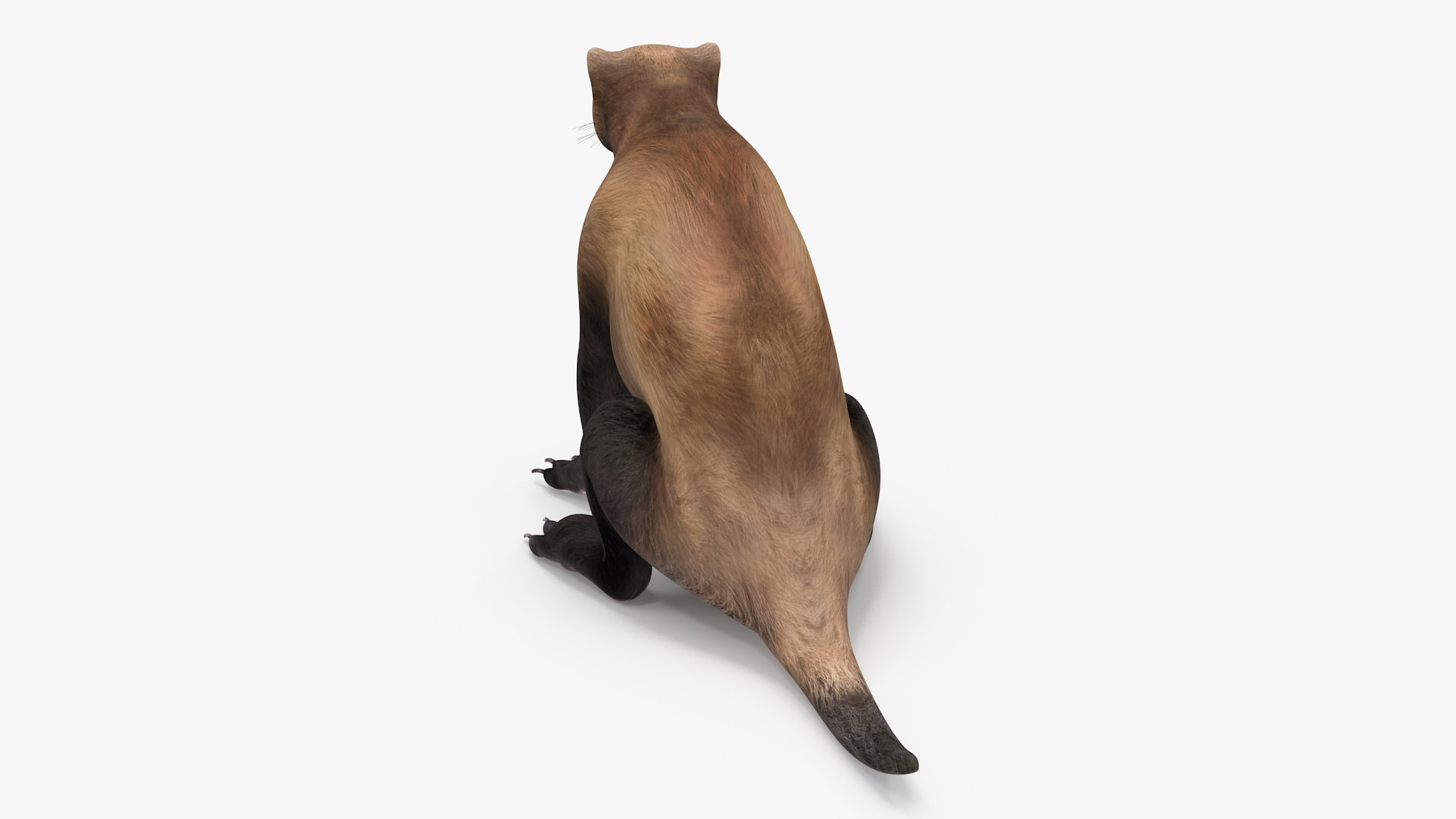 3D Wolverine Dark Color Sitting Pose model
