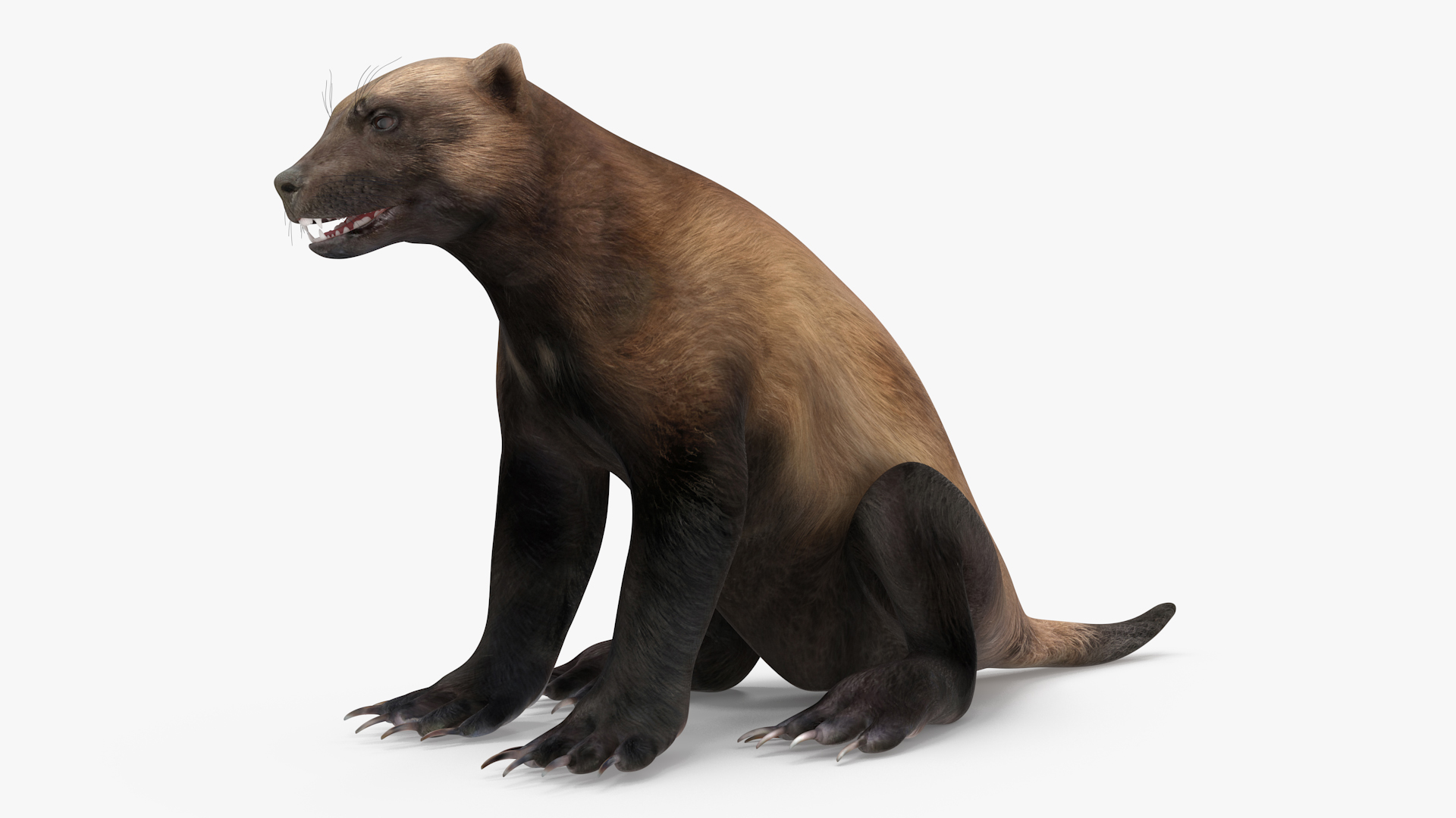 3D Wolverine Dark Color Sitting Pose model