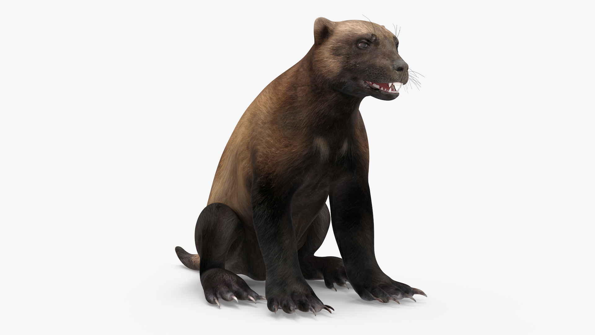 3D Wolverine Dark Color Sitting Pose model