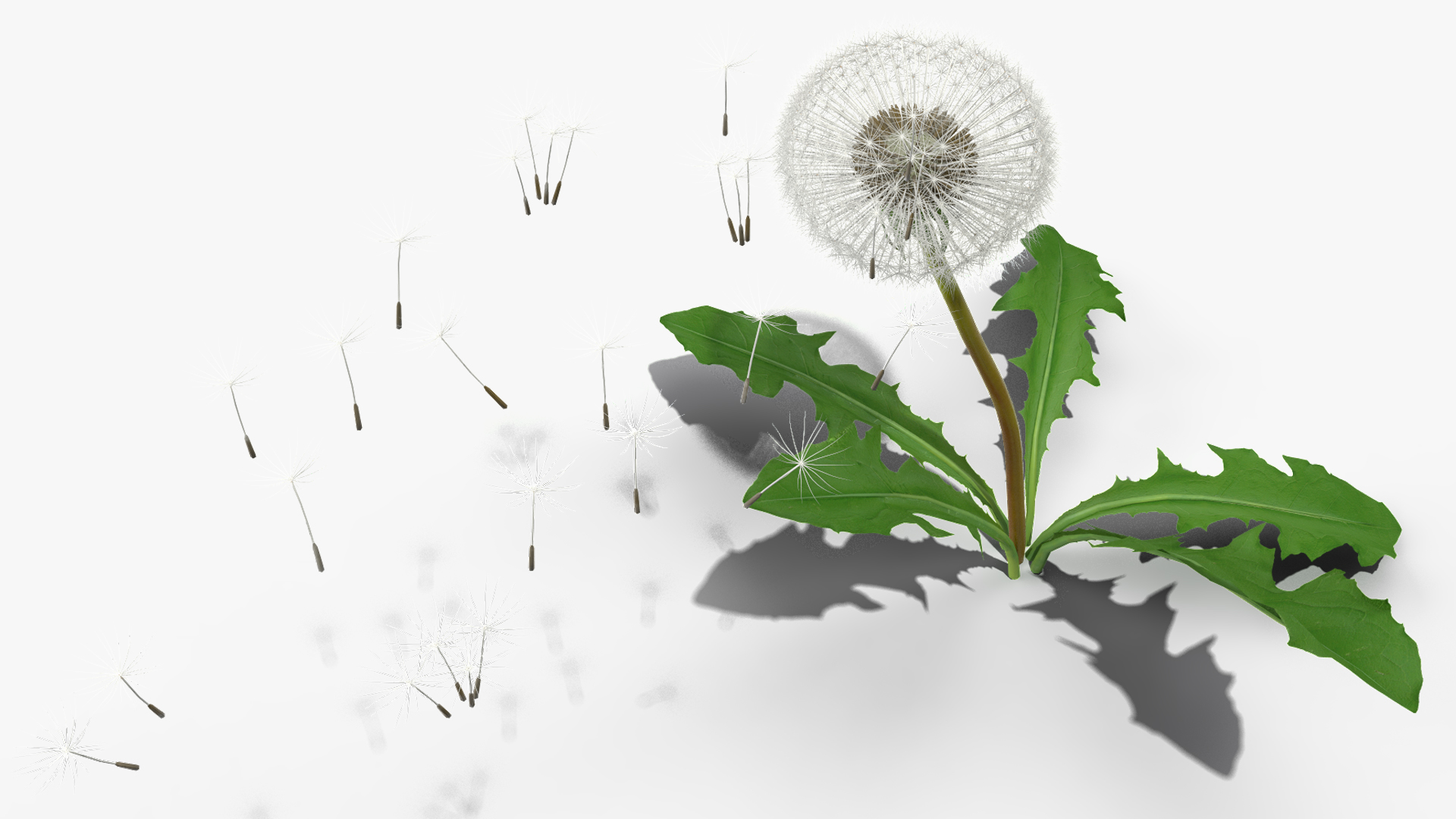 Ripe Dandelion Blowing by the Wind 3D model