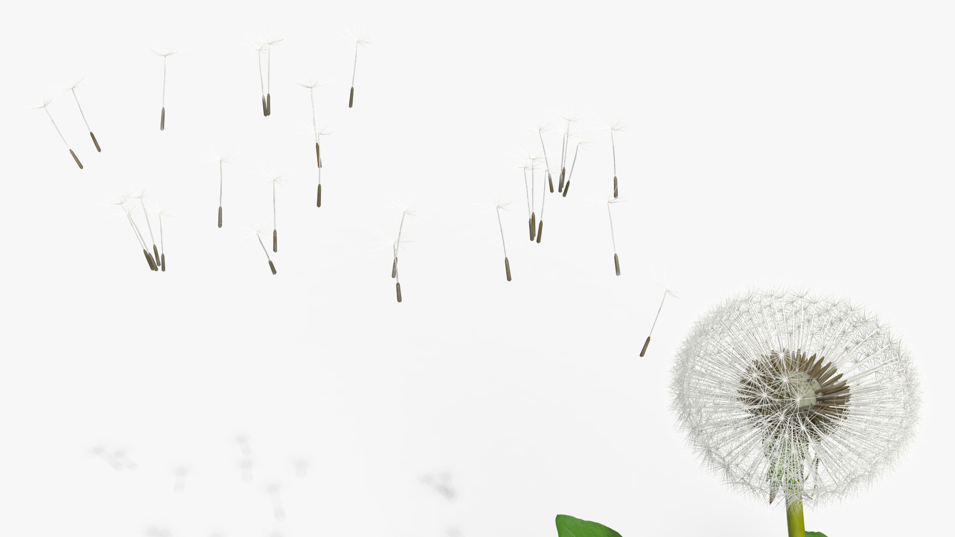 Ripe Dandelion Blowing by the Wind 3D model