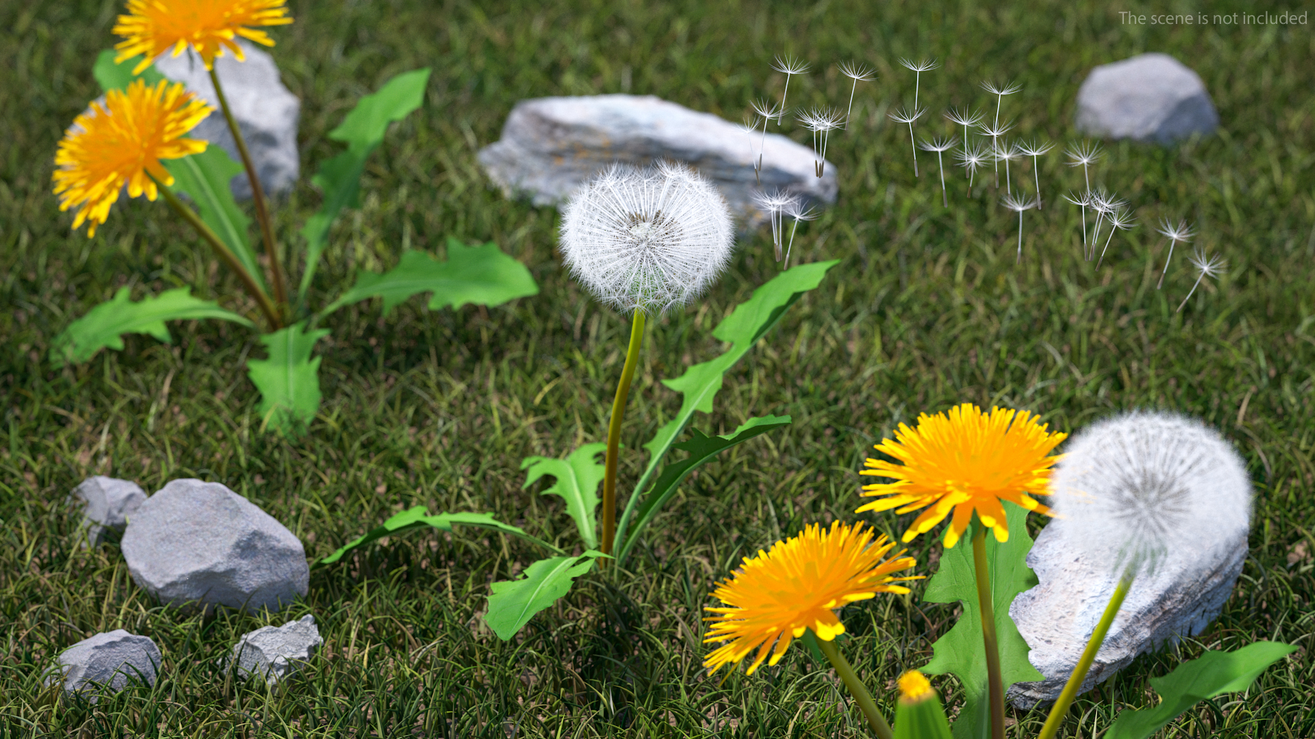 Ripe Dandelion Blowing by the Wind 3D model