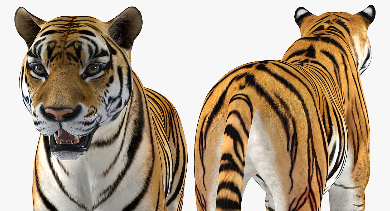 Tiger 3D model