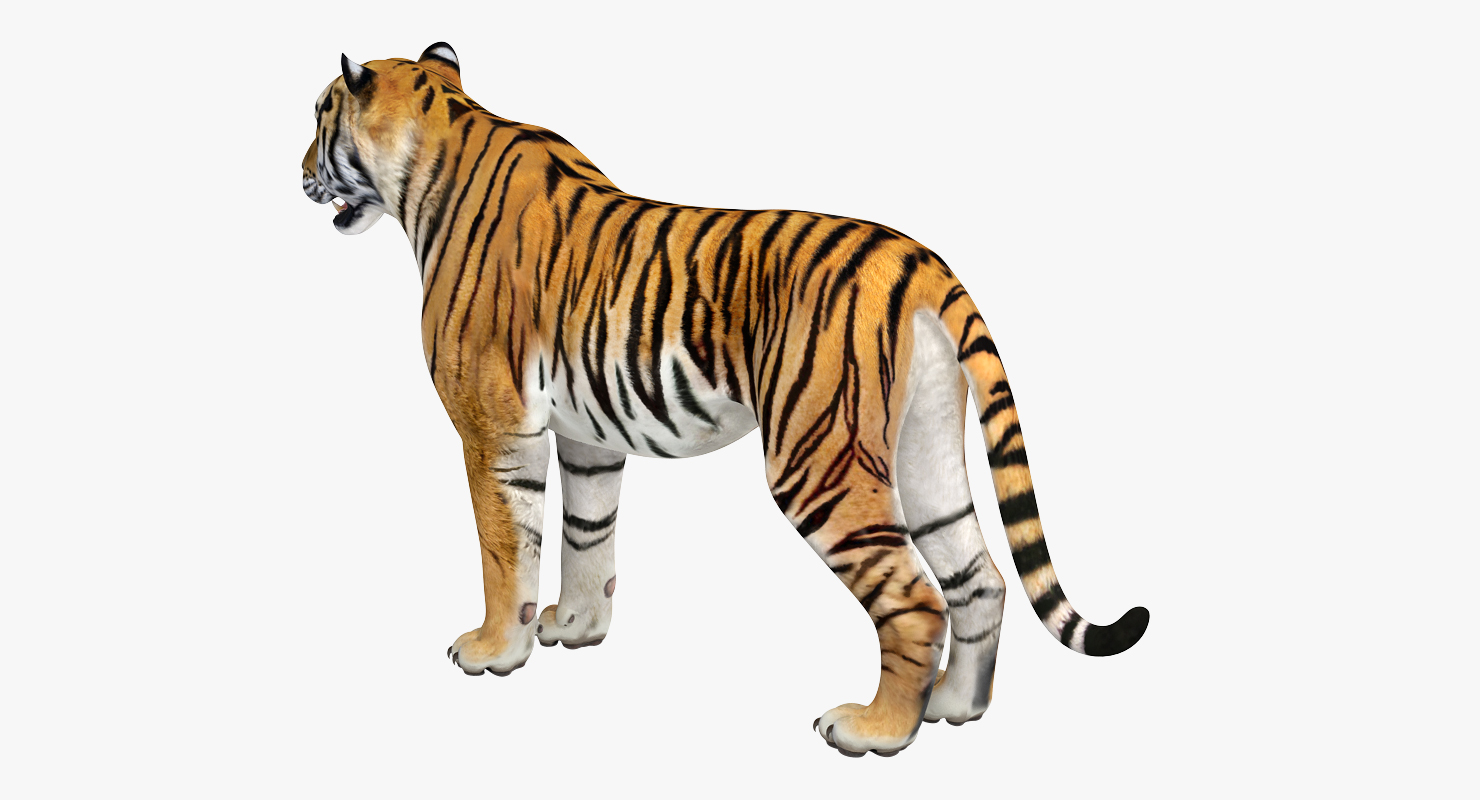 Tiger 3D model