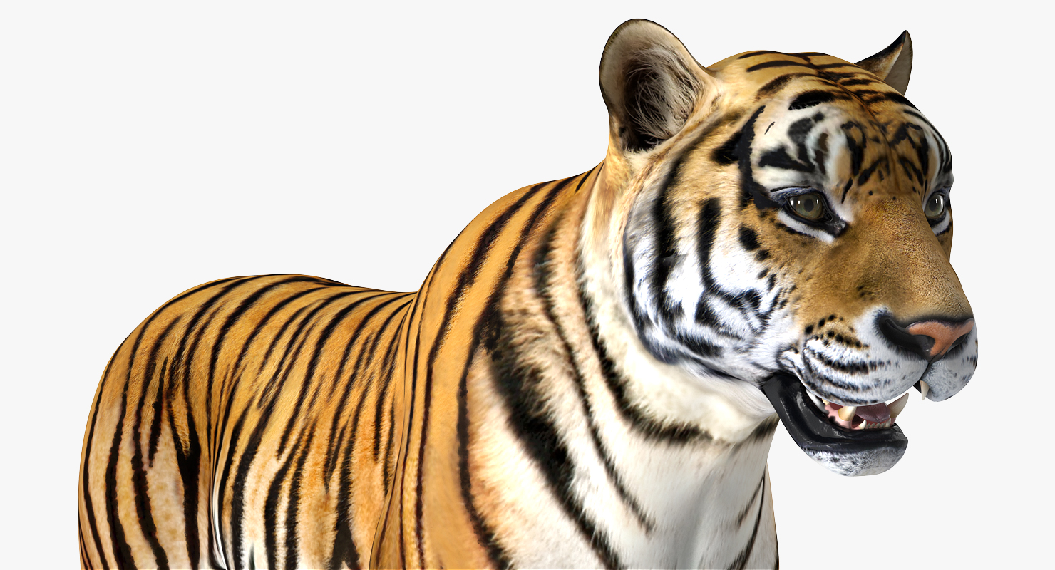 Tiger 3D model