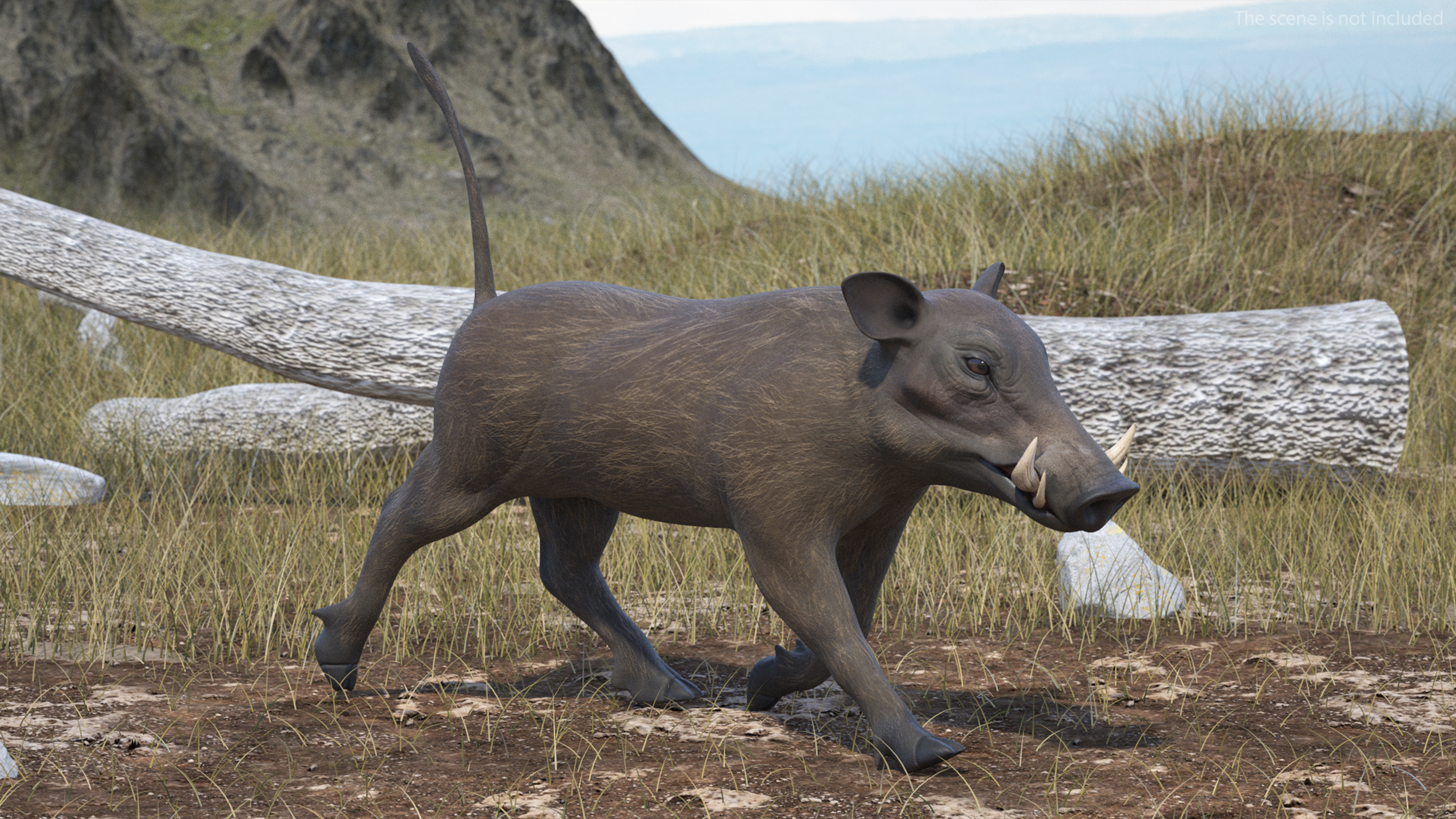 Southern Warthog Rigged for Maya 3D
