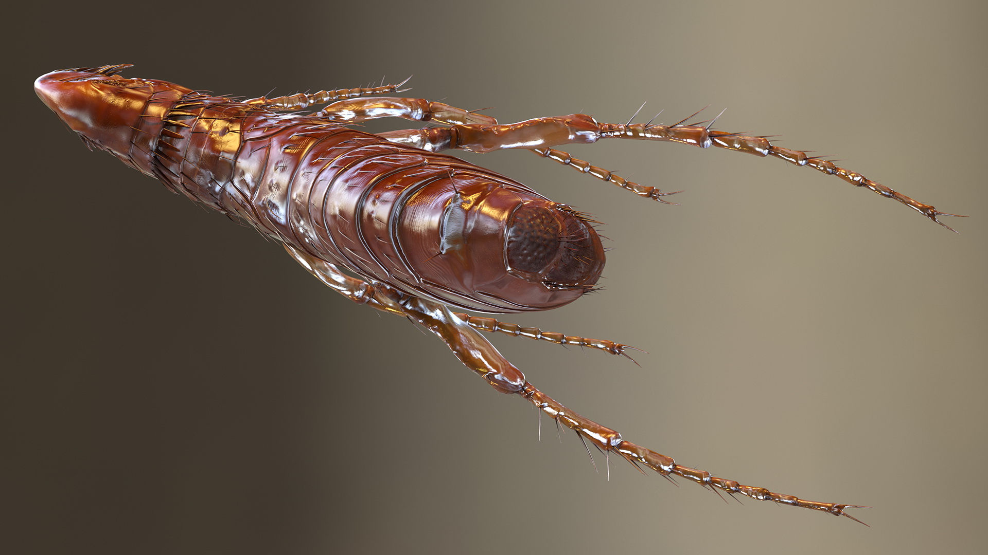 Flea Jumping Pose 3D