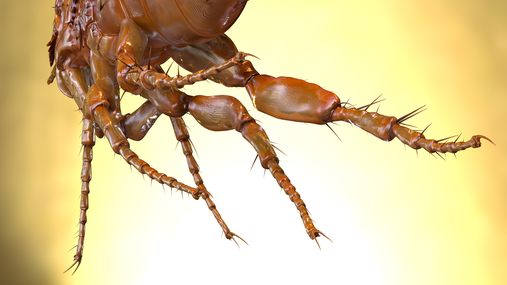 Flea Jumping Pose 3D