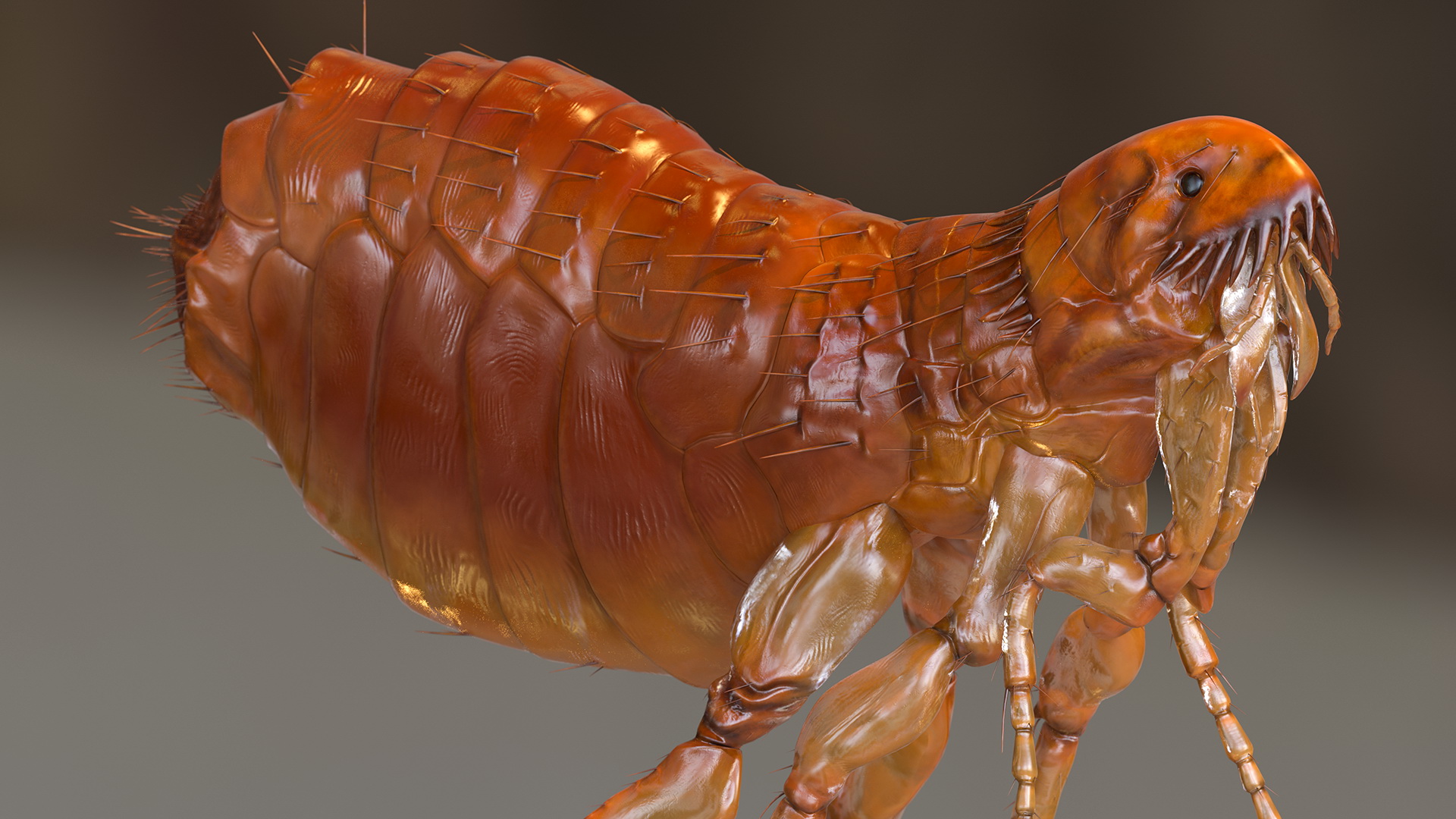 Flea Jumping Pose 3D
