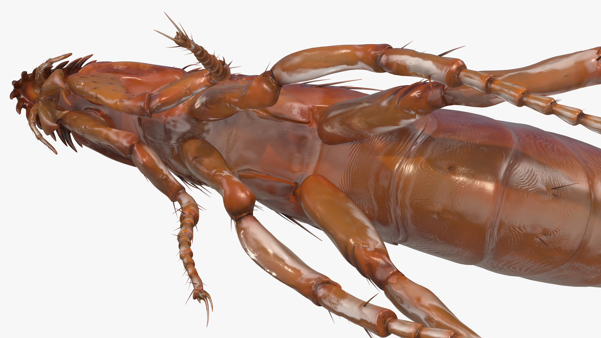 Flea Jumping Pose 3D