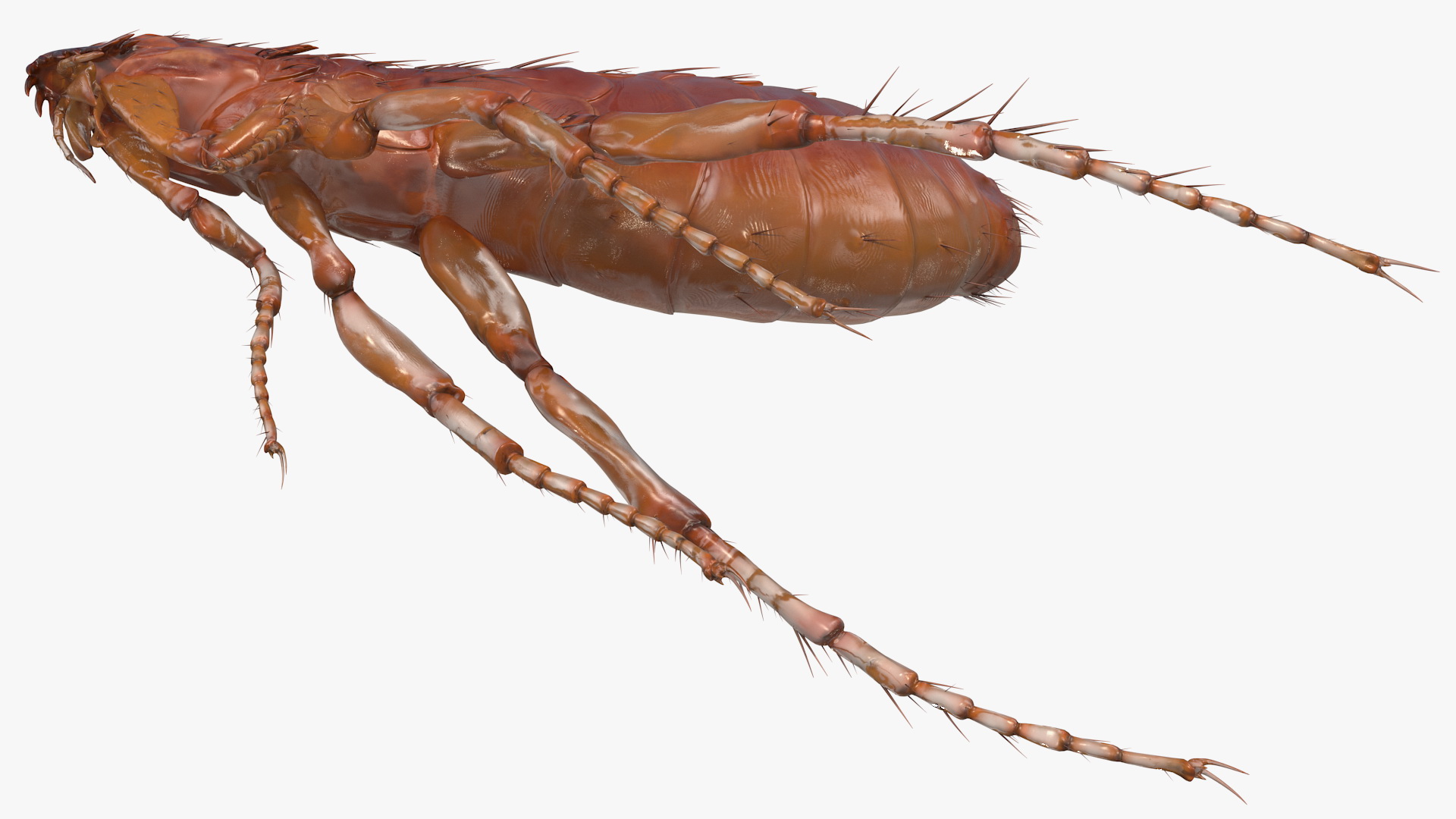 Flea Jumping Pose 3D