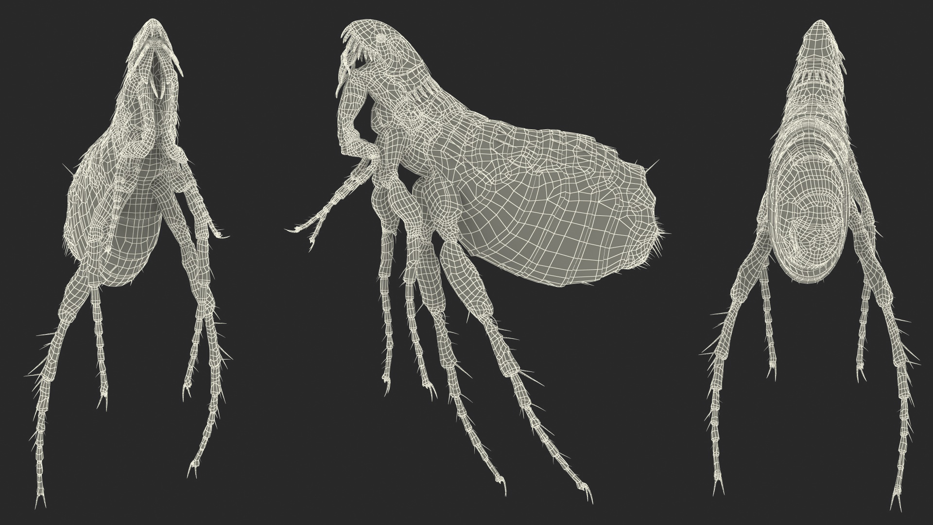 Flea Jumping Pose 3D
